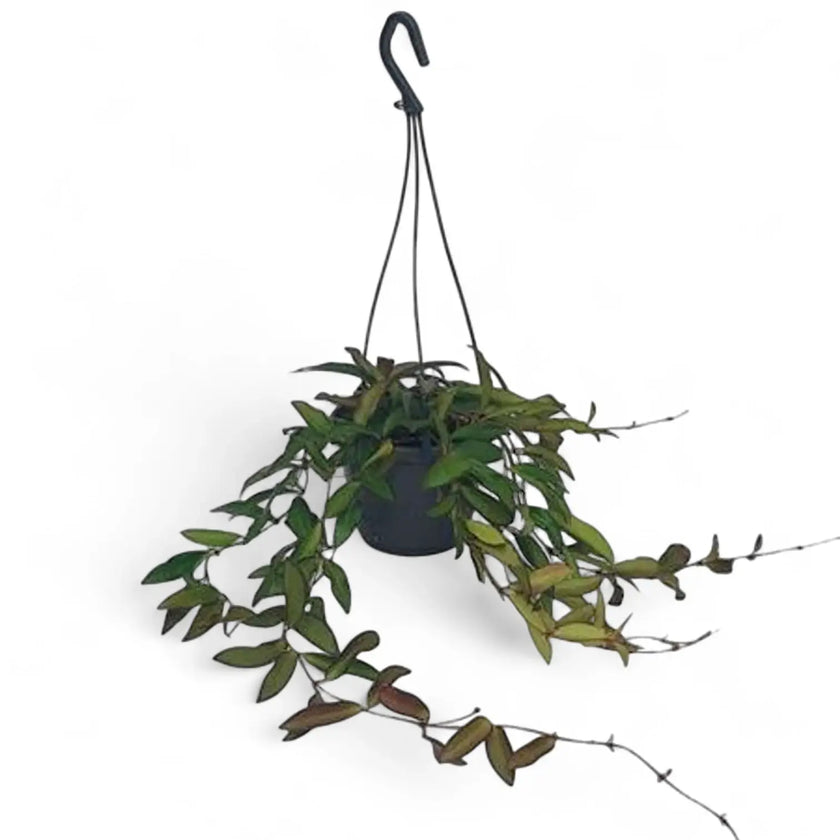 Hoya 'Rosita' potted houseplant in nursery pot on white background, product photo 8.