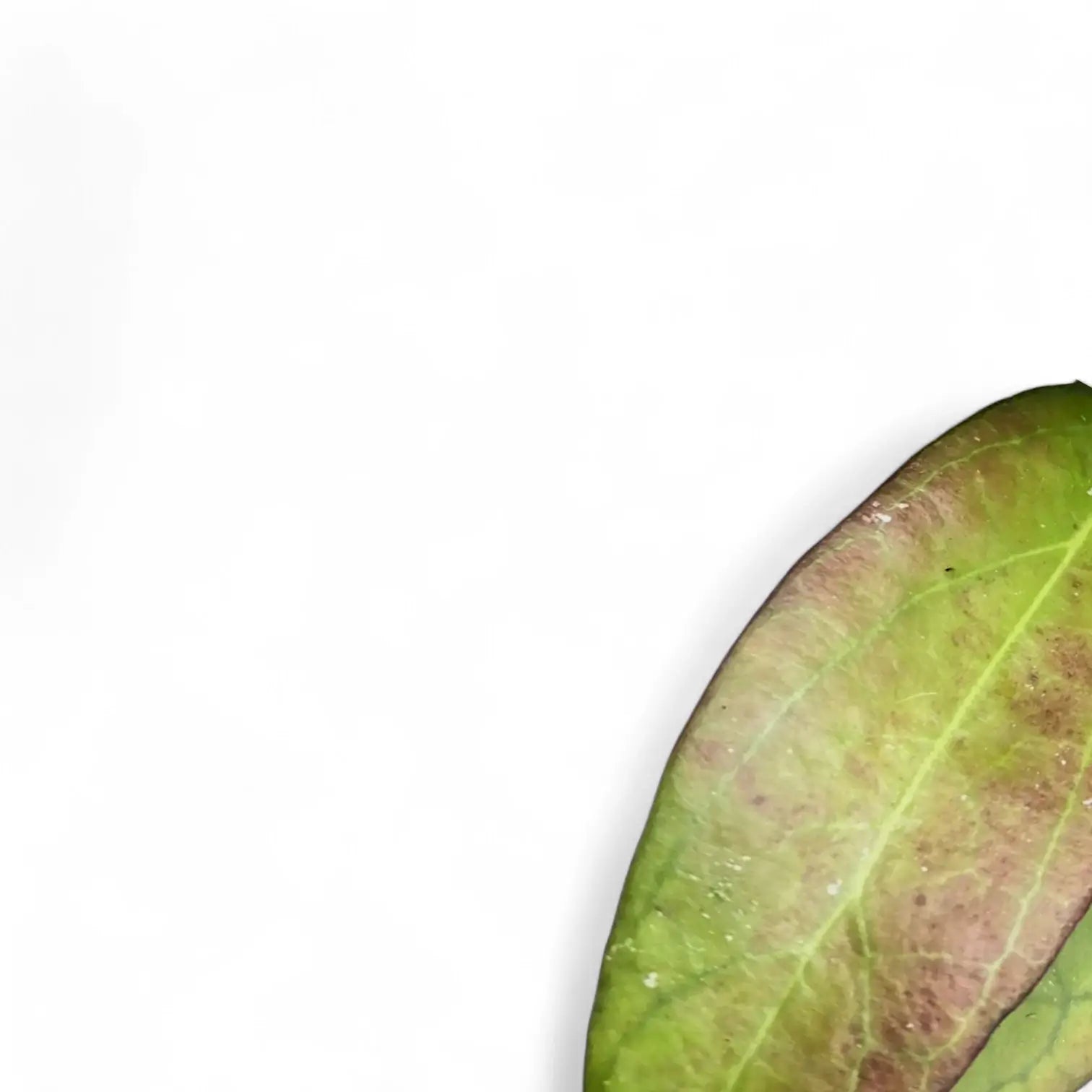 Hoya 'Tequila Sunrise' – Blattdetail vor weißem Hintergrund..