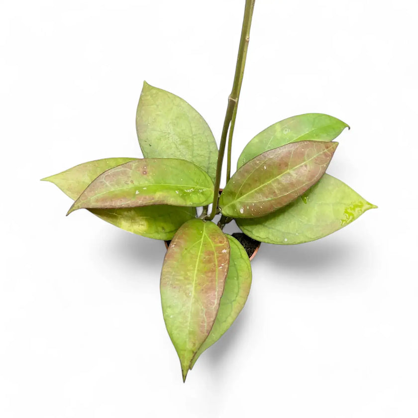 Hoya 'Tequila Sunrise' potted houseplant in nursery pot on white background, product photo 2.