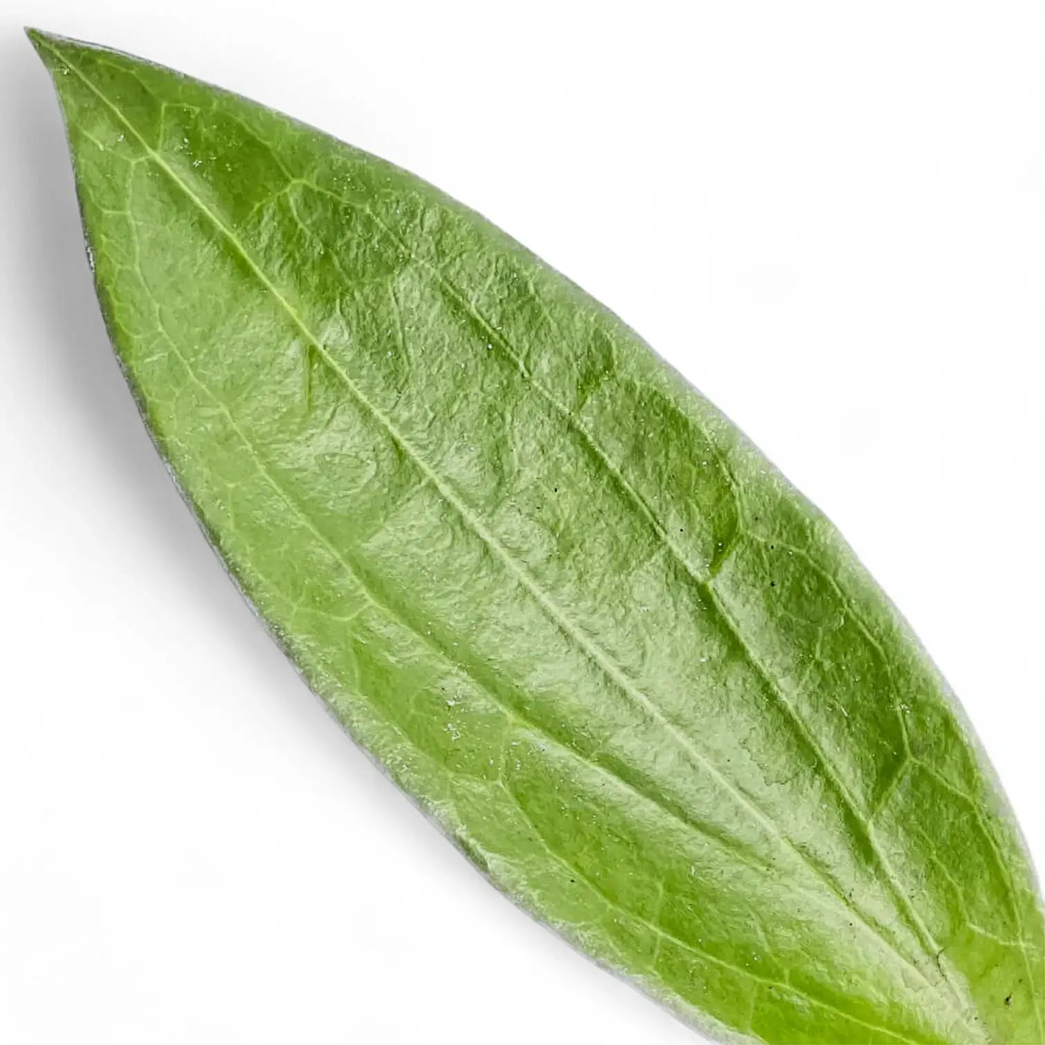 Hoya aff. icensis – Blattdetail vor weißem Hintergrund..