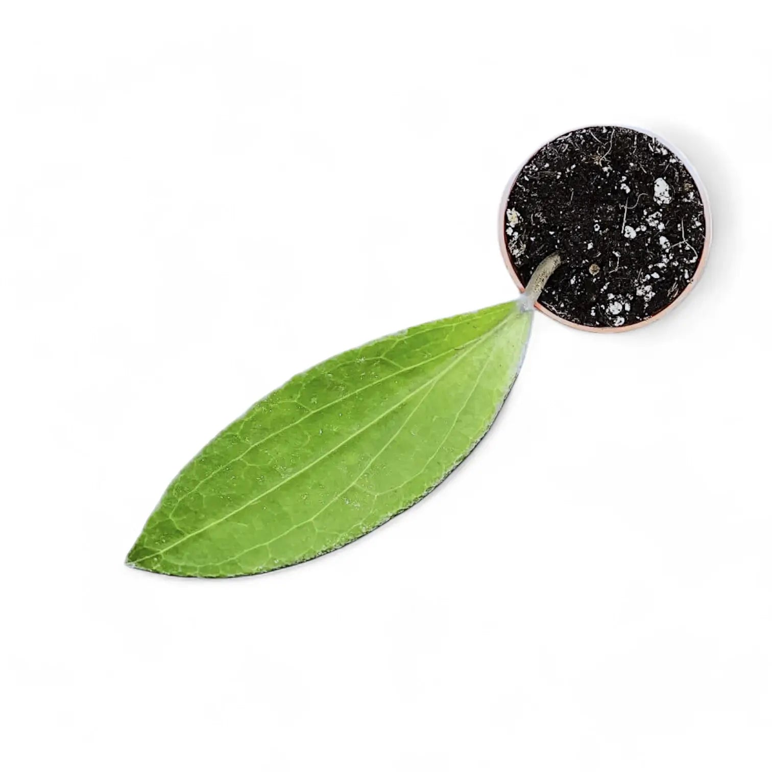 Hoya aff. icensis Zimmerpflanze im Anzuchttopf vor weiĂźem Hintergrund, Produktfoto 3.