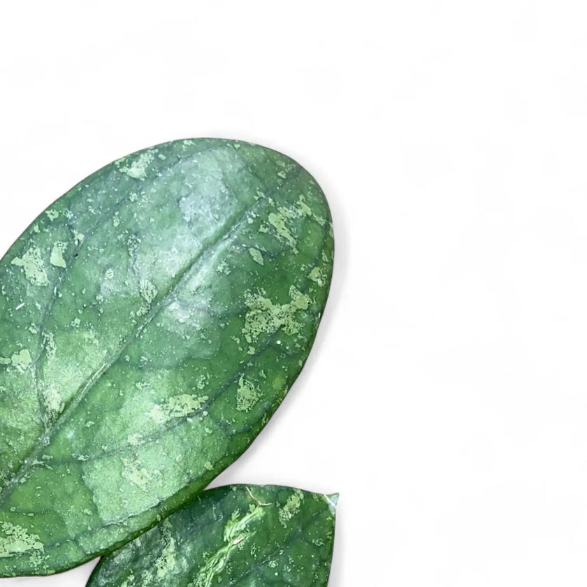 Hoya aff. vitellina leaf close-up on white background.