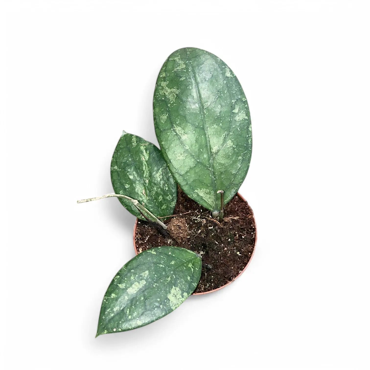 Hoya aff. vitellina potted houseplant in nursery pot on white background, product photo 2.