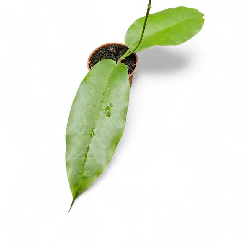 Hoya archboldiana potted houseplant in nursery pot on white background, product photo 2.