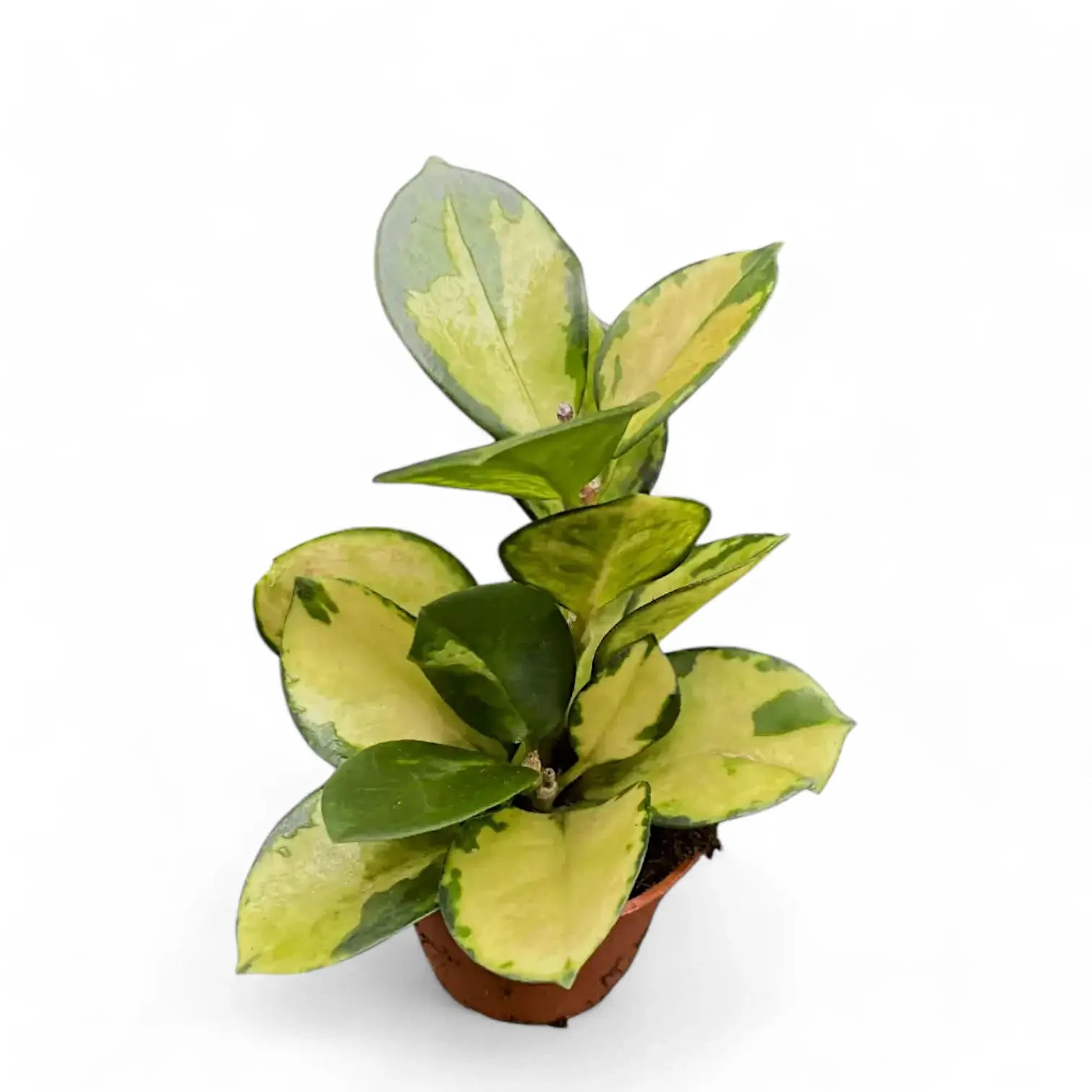 Hoya australis 'Lisa' Zimmerpflanze im Anzuchttopf vor weißem Hintergrund, Produktfoto 2.