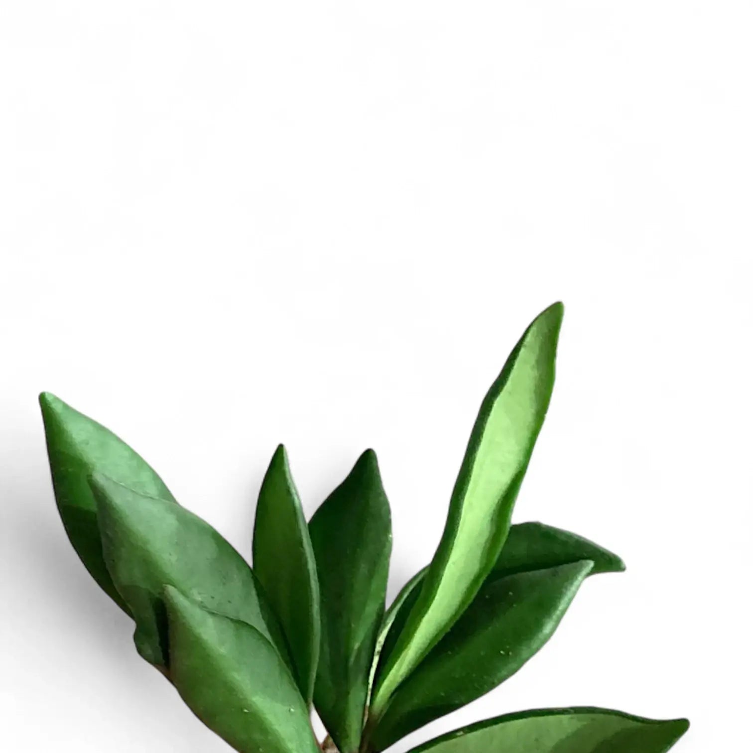 Hoya bilobata – Blattdetail vor weißem Hintergrund..