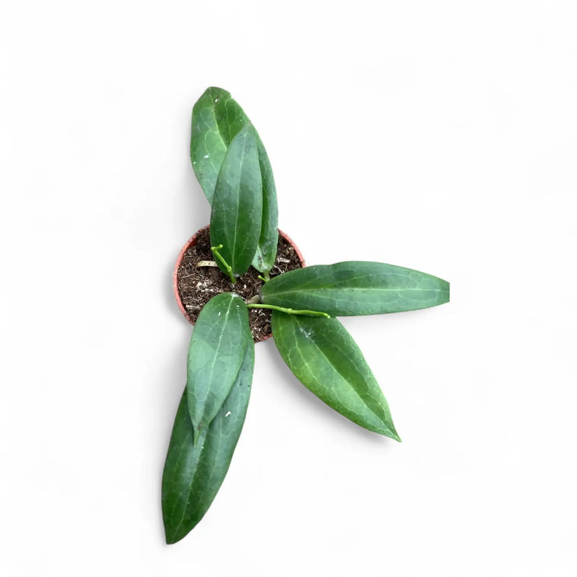 Hoya blashernaezii potted houseplant in nursery pot on white background, product photo 2.