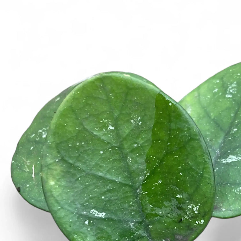 Hoya bonii leaf close-up on white background.