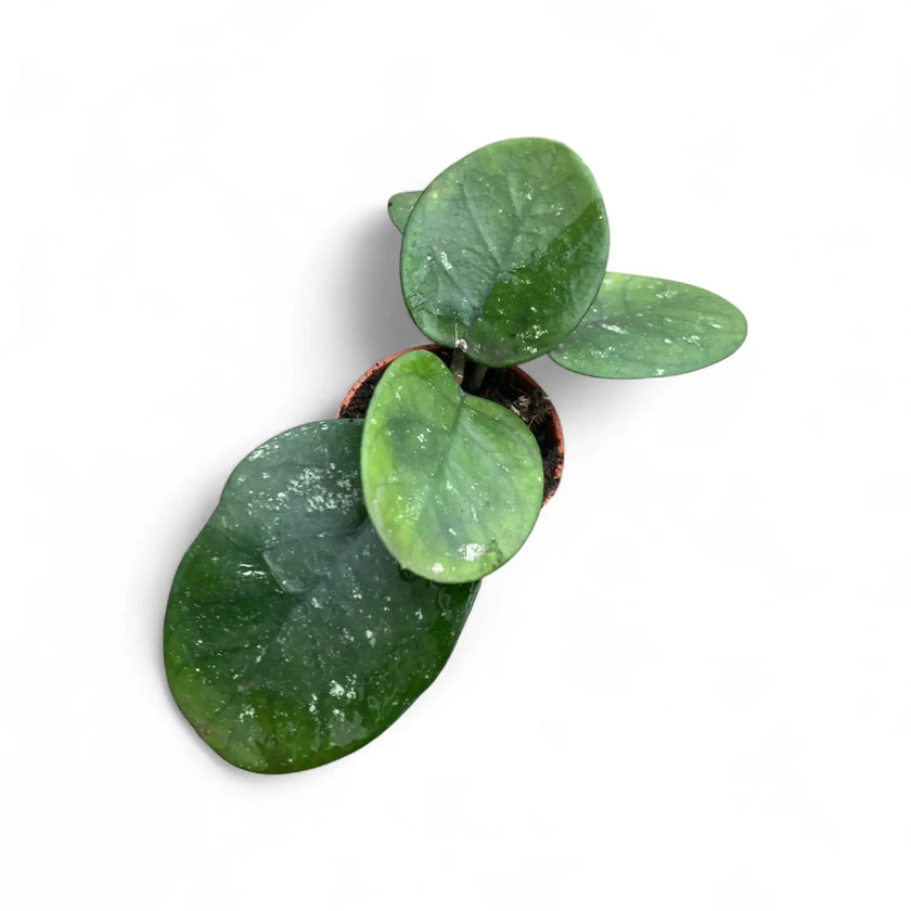 Hoya bonii potted houseplant in nursery pot on white background, product photo 2.