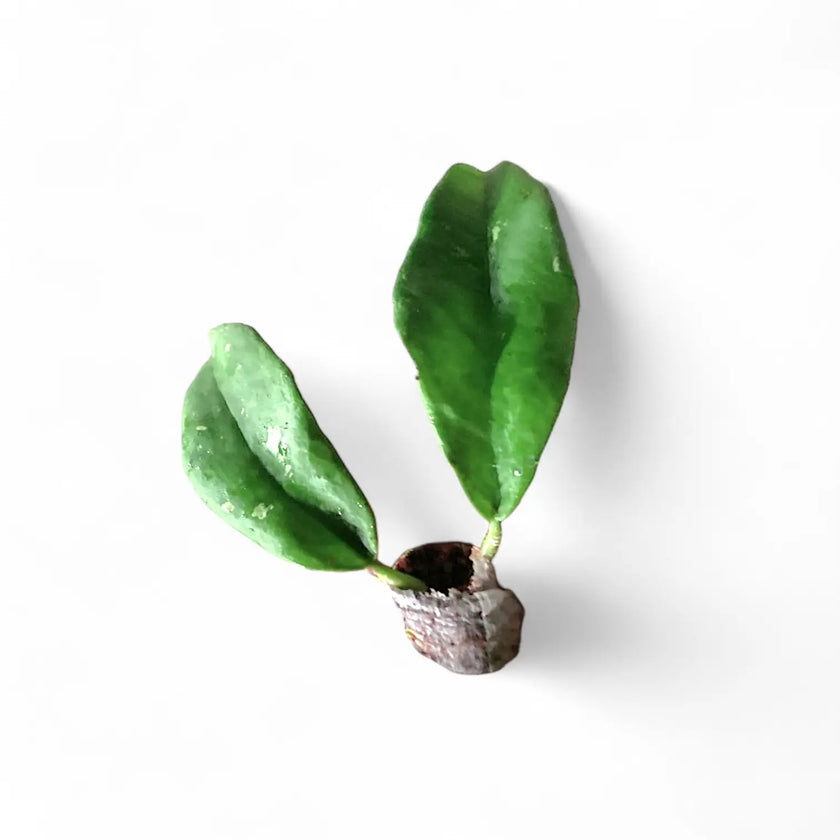 Hoya buntokensis potted houseplant in nursery pot on white background, product photo 2.