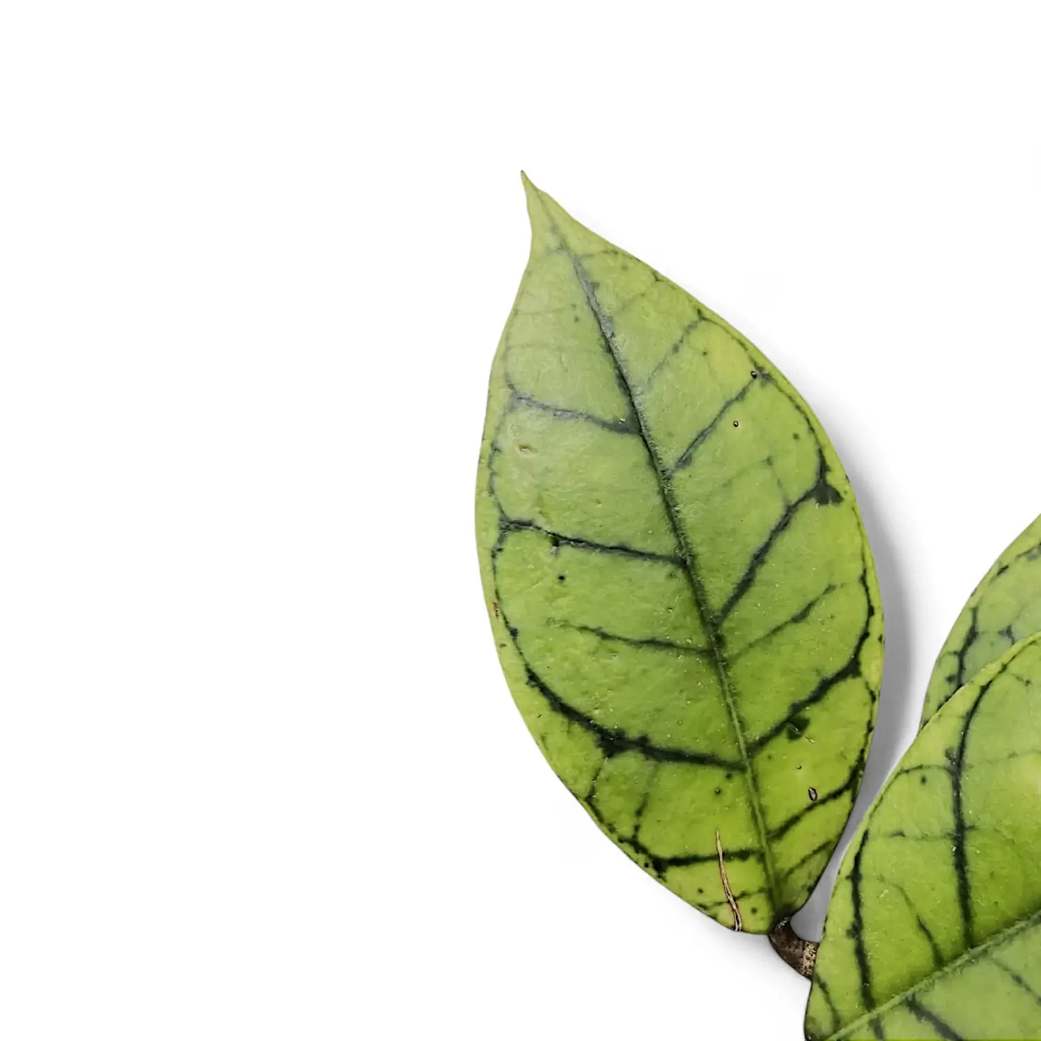 Hoya callistophylla KAL 16 leaf close-up on white background.