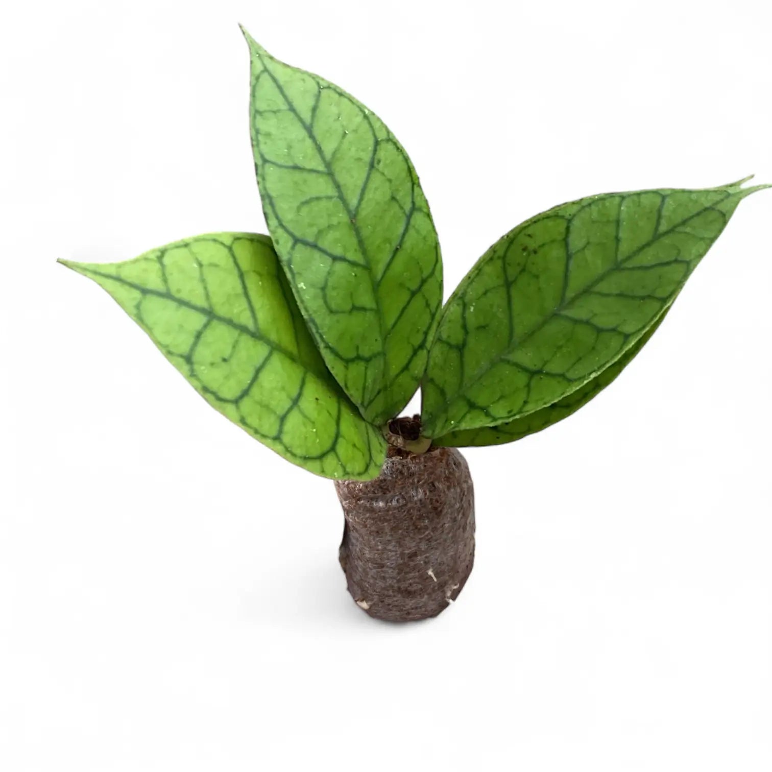 Hoya callistophylla KAL 16 potted houseplant in nursery pot on white background, product photo 2.