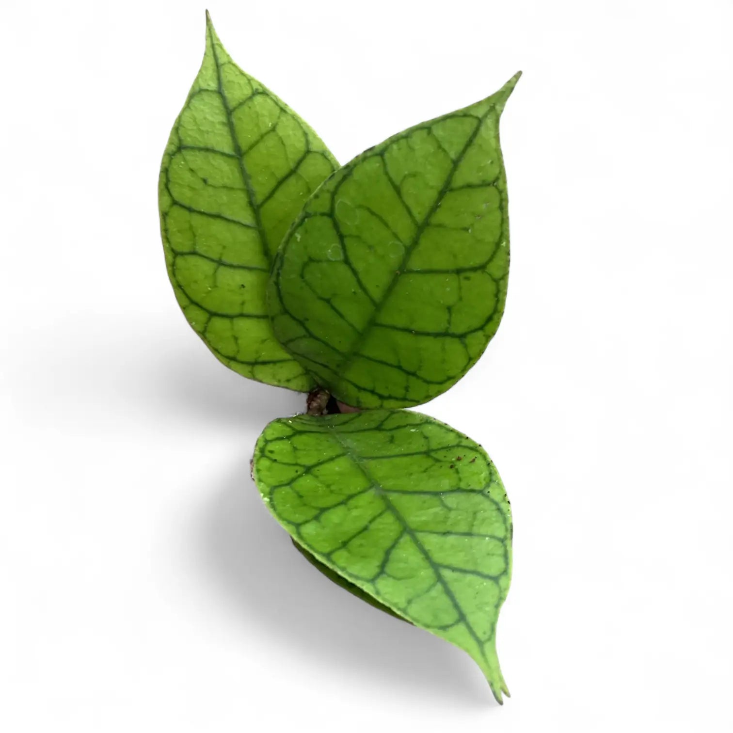 Hoya callistophylla KAL 16 potted houseplant in nursery pot on white background, product photo 3.