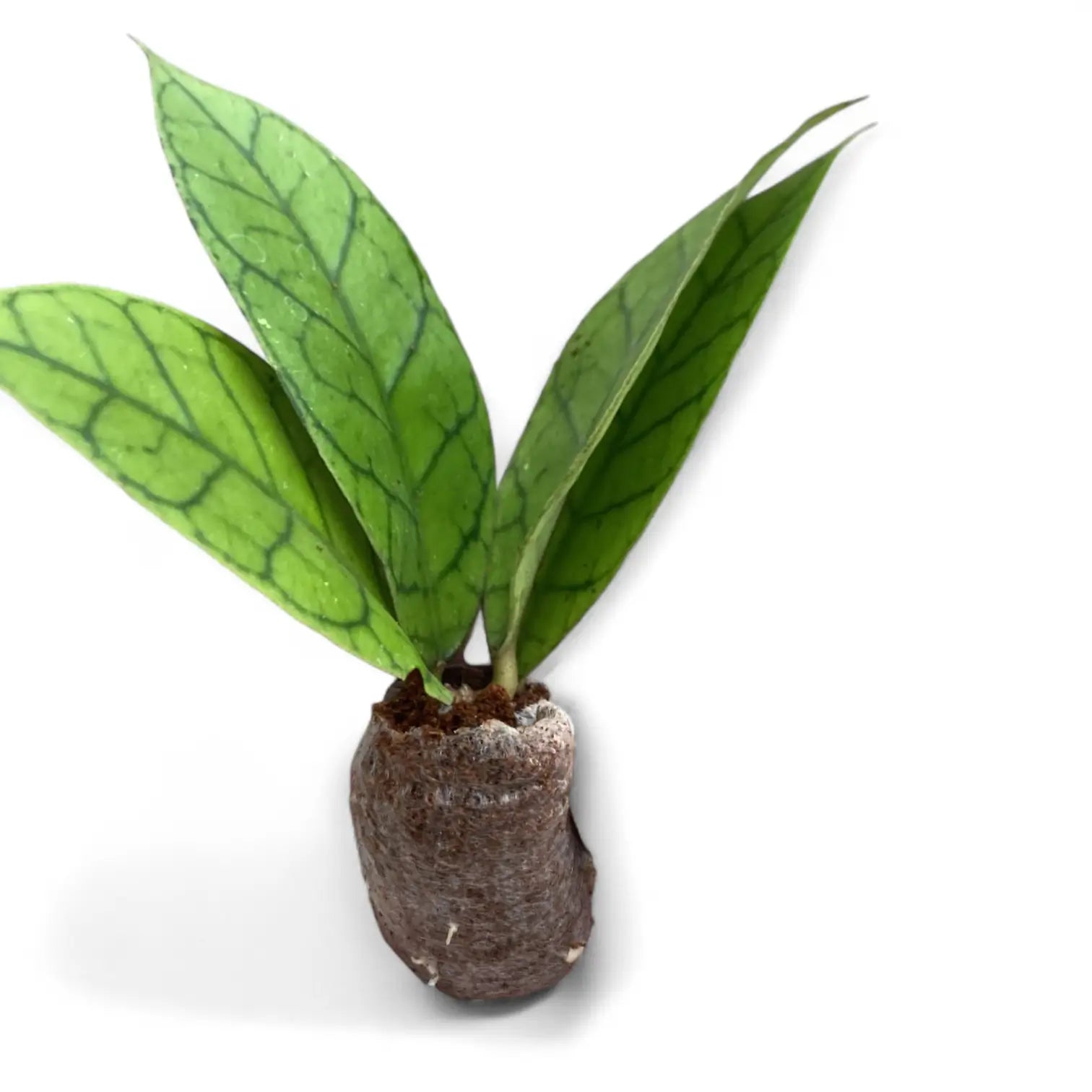 Hoya callistophylla KAL 16 potted houseplant in nursery pot on white background, product photo 4.