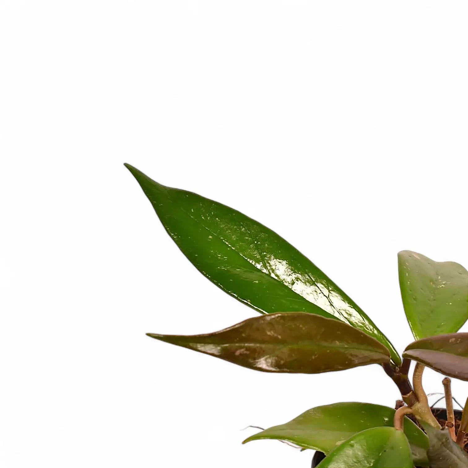 Hoya carnosa 'Dark red' – Blattdetail vor weißem Hintergrund..