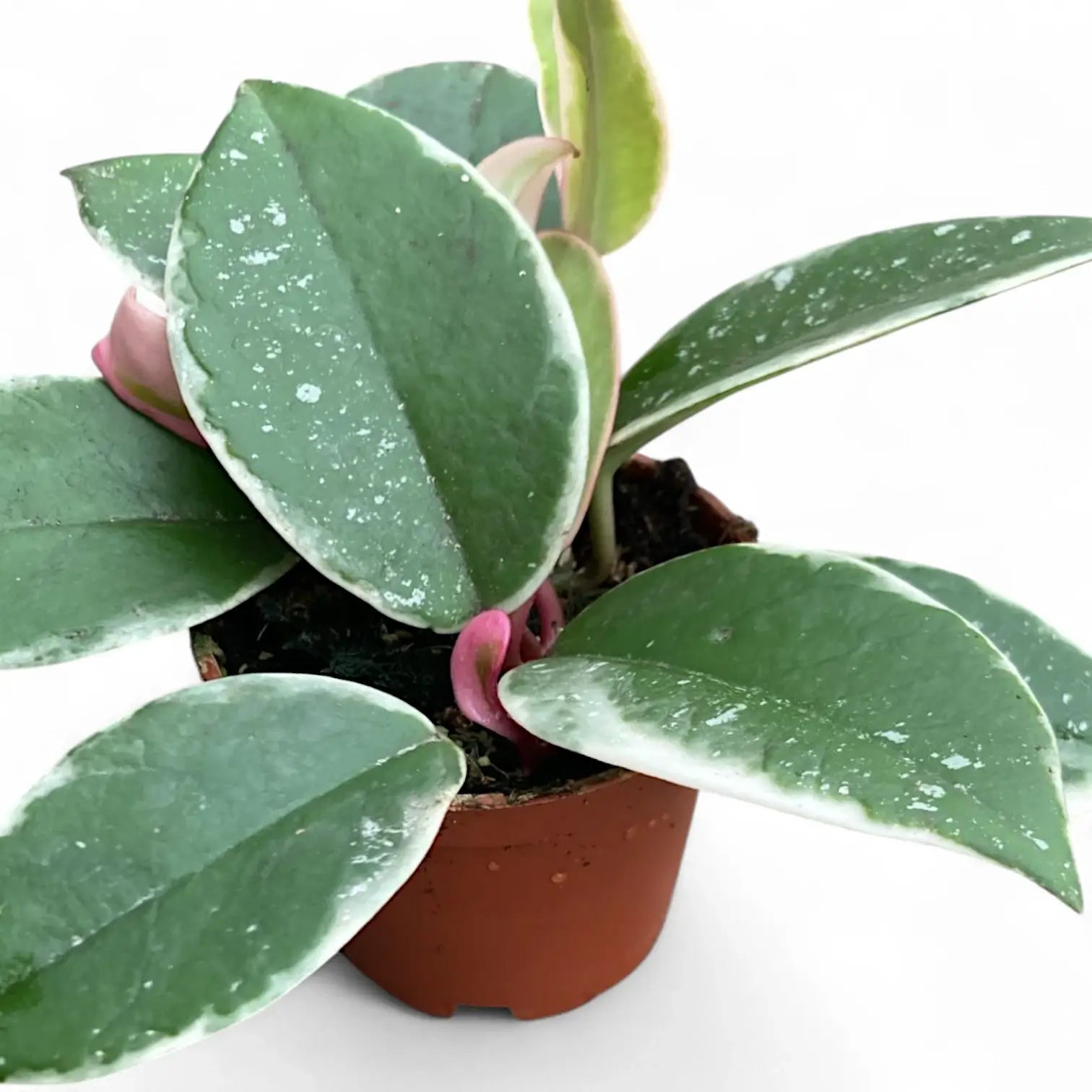 Hoya carnosa 'Krimson Queen Splash' Zimmerpflanze im Anzuchttopf vor weiĂźem Hintergrund, Produktfoto 2.