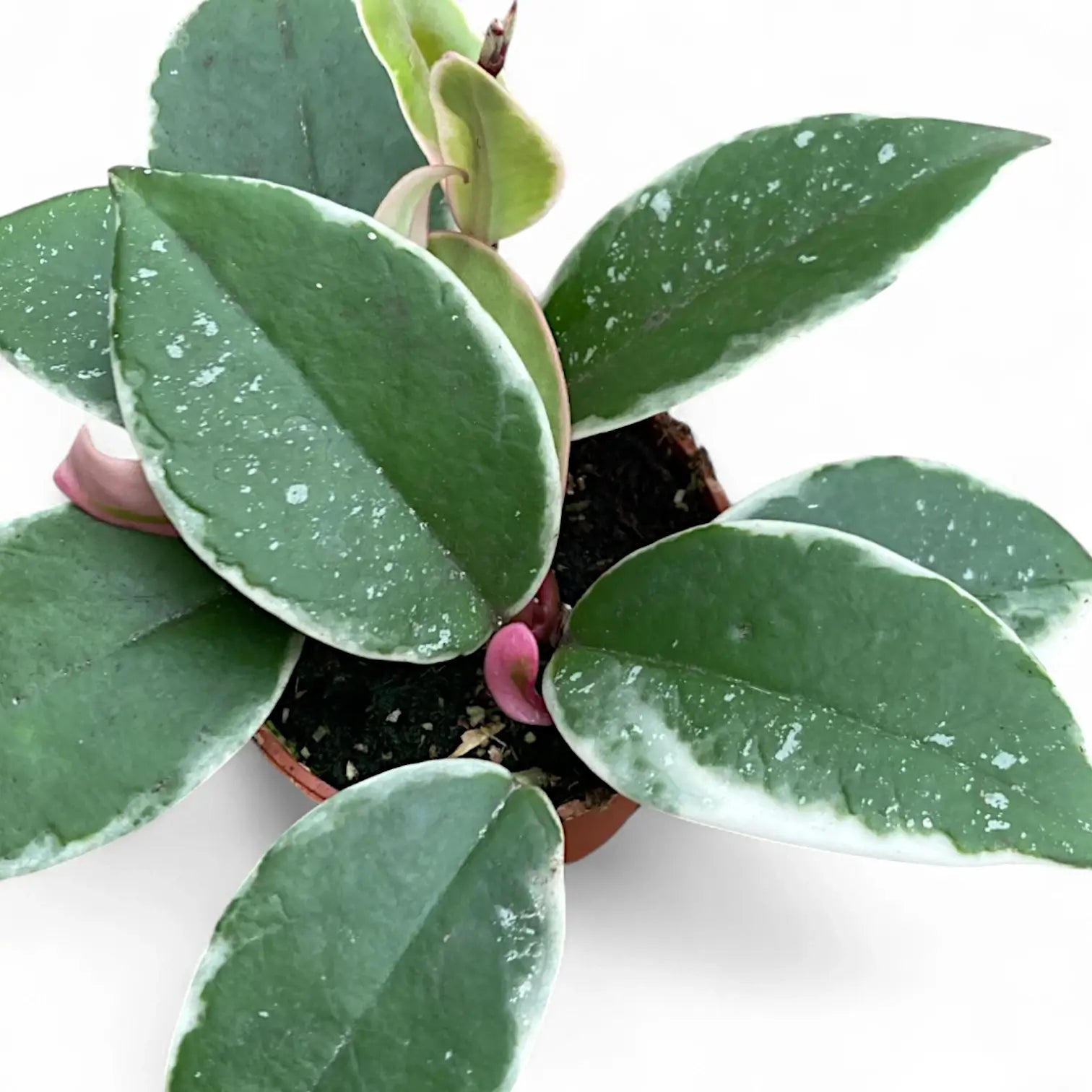 Hoya carnosa 'Krimson Queen Splash' Zimmerpflanze im Anzuchttopf vor weiĂźem Hintergrund, Produktfoto 3.