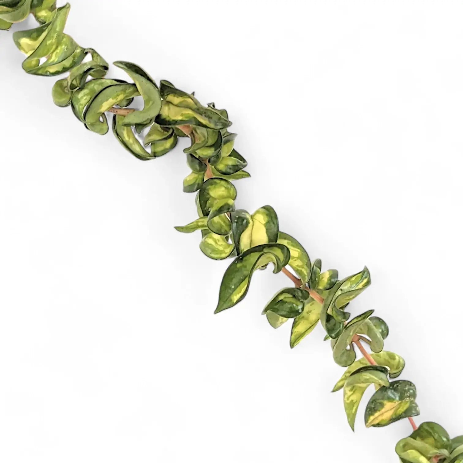 Hoya carnosa âMauna Loaâ ('Lura Lei', 'Exotica') leaf close-up on white background.