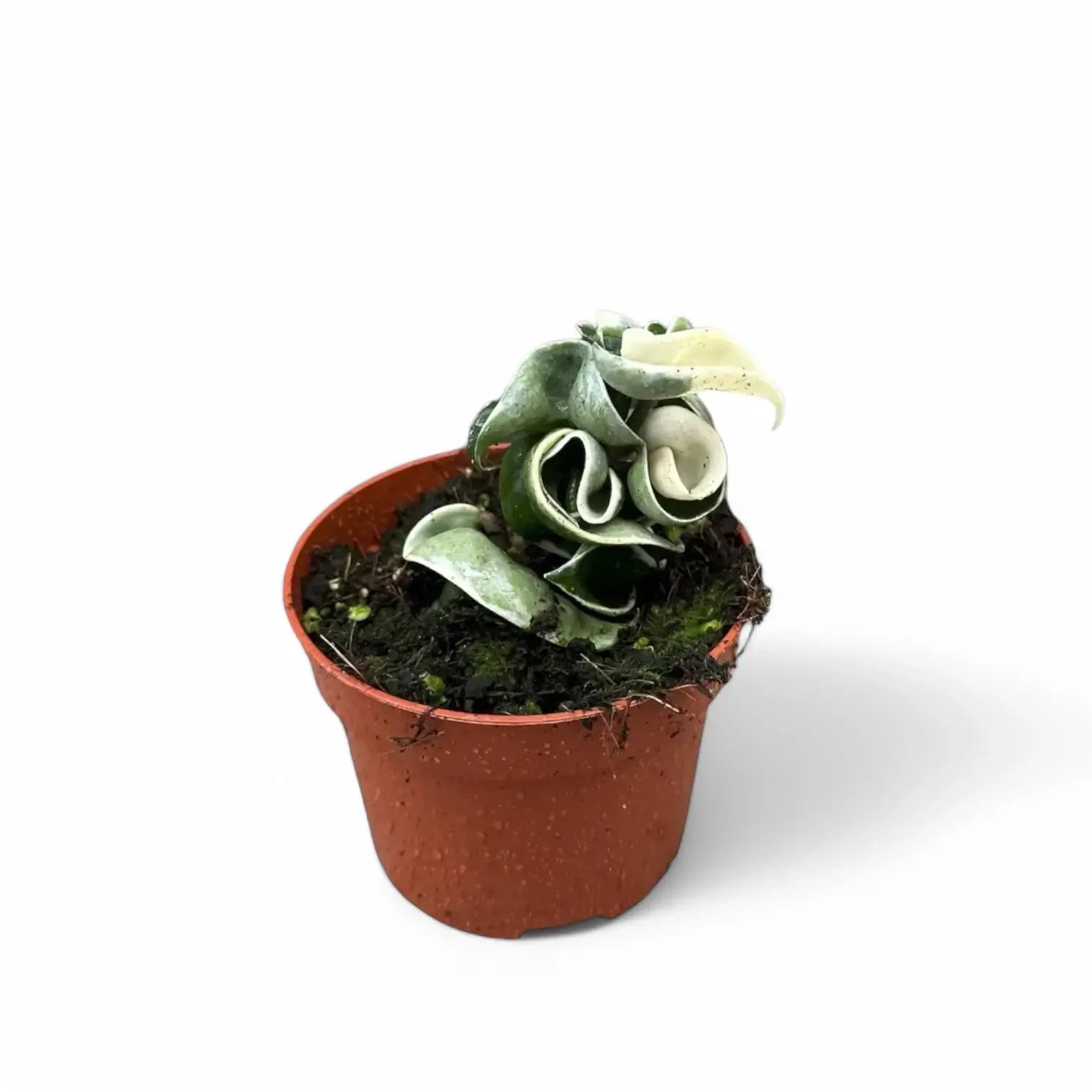 Hoya carnosa 'Regalis' ('Compacta' Variegata) Zimmerpflanze im Anzuchttopf vor weißem Hintergrund, Produktfoto 4.