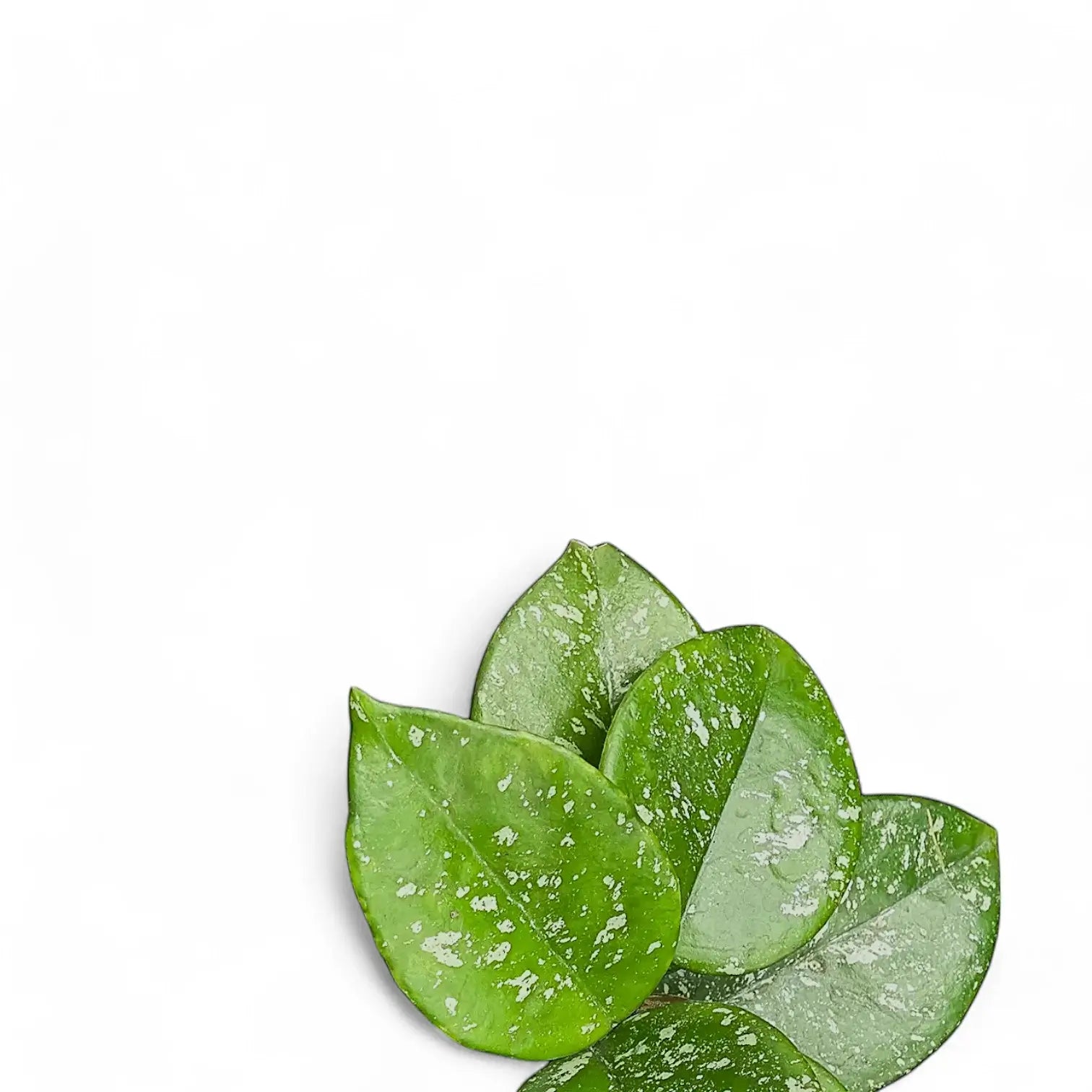 Hoya carnosa 'Speckles' – Blattdetail vor weißem Hintergrund..