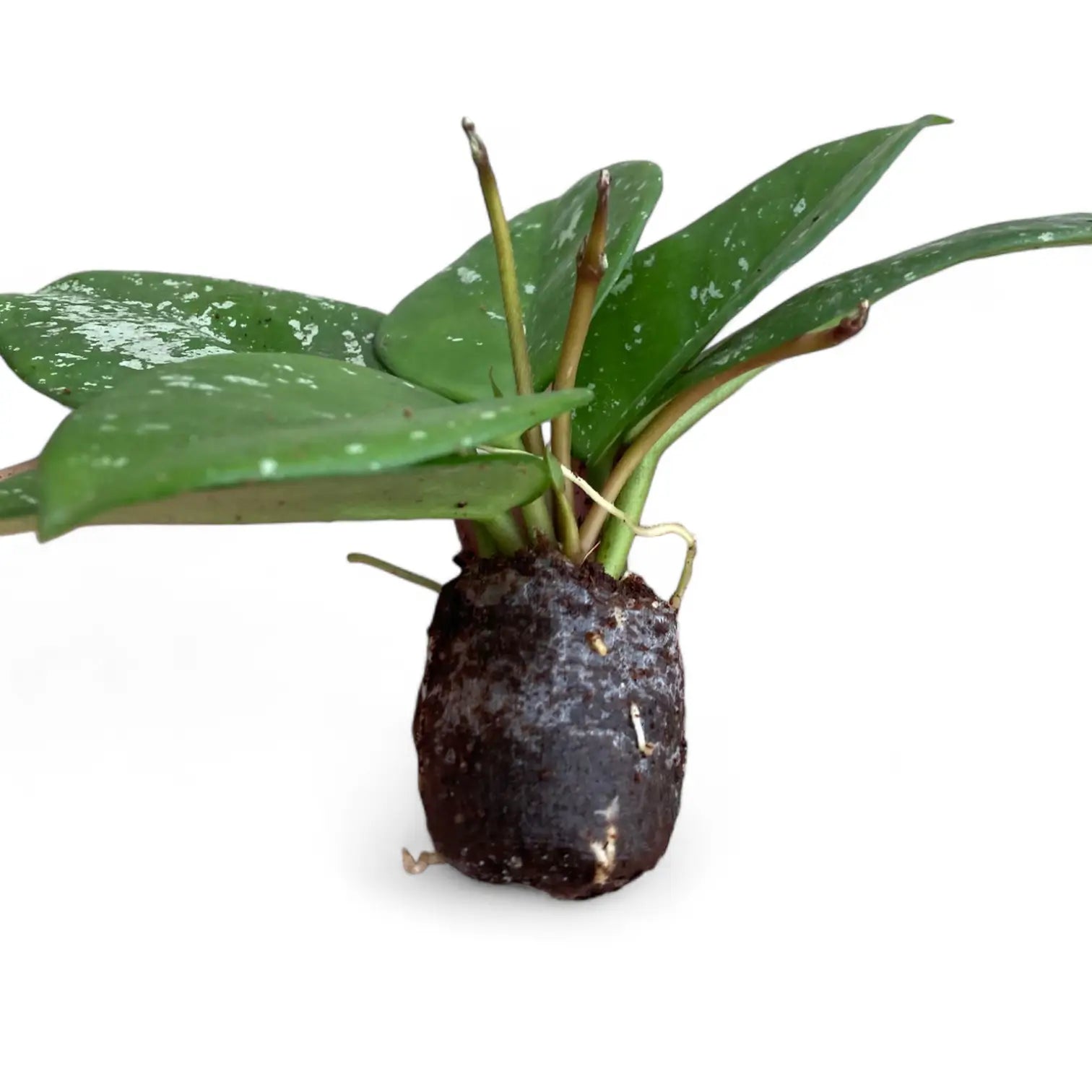 Hoya carnosa 'Speckles' Zimmerpflanze im Anzuchttopf vor weißem Hintergrund, Produktfoto 4.