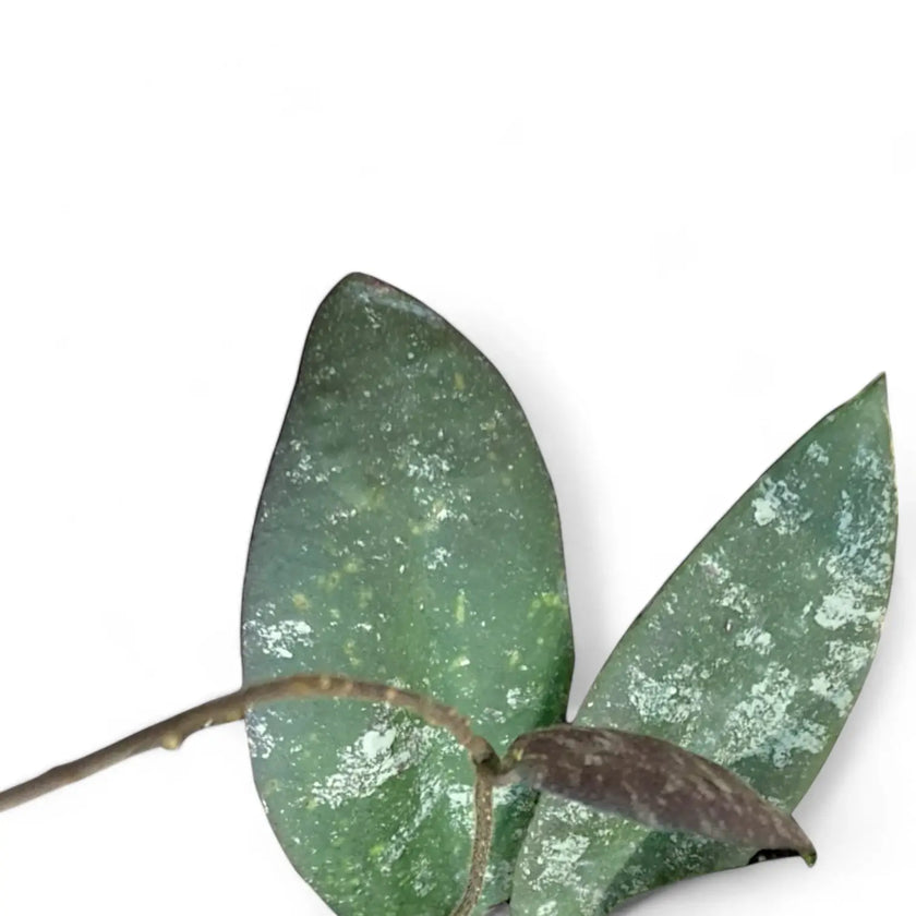 Hoya caudata 'Sumatra' aka 'Silver Stains' leaf close-up on white background.