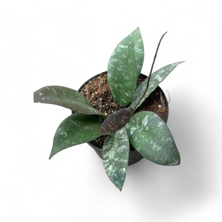 Hoya caudata 'Sumatra' aka 'Silver Stains' potted houseplant in nursery pot on white background, product photo 2.
