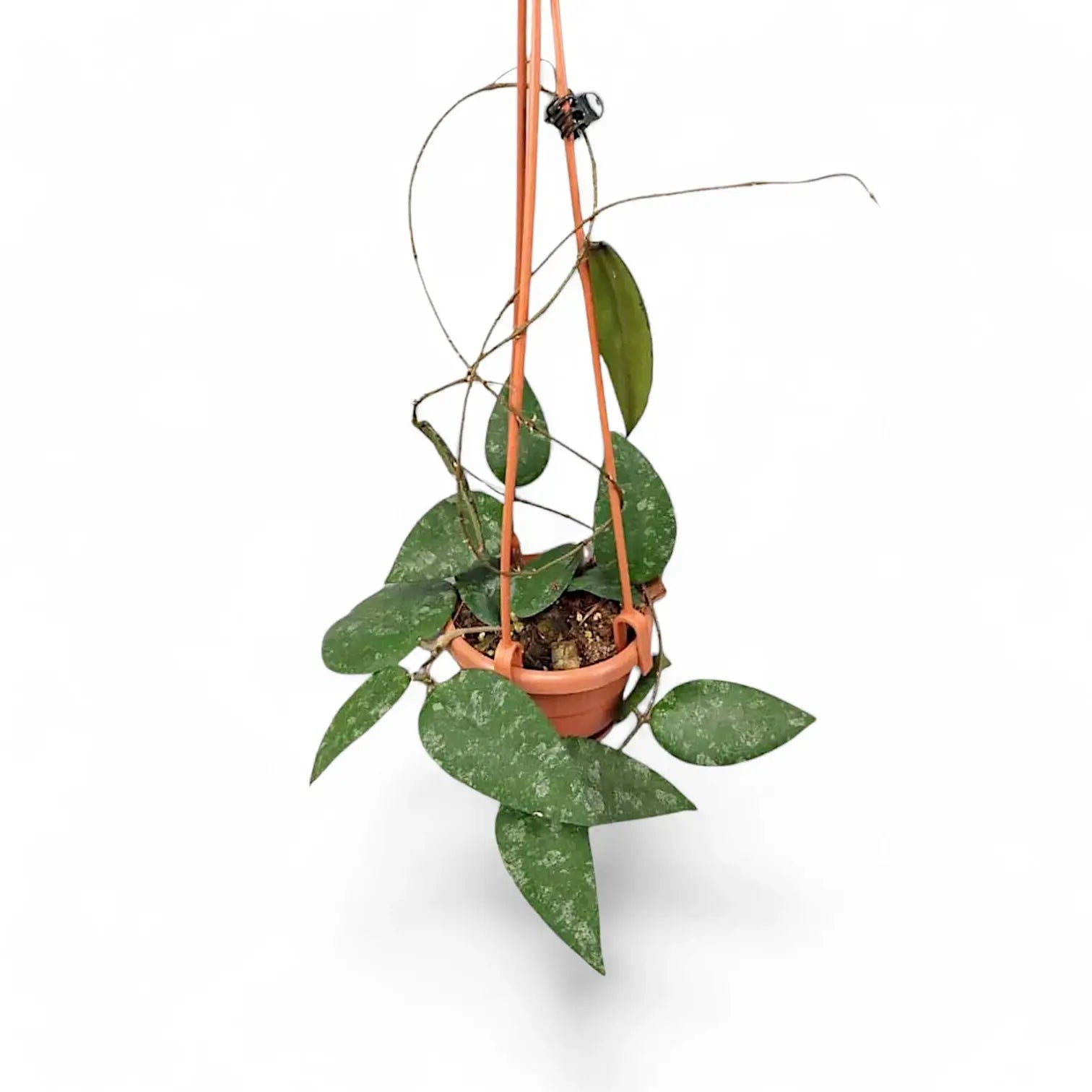 Hoya caudata 'Sumatra' aka 'Silver Stains' Zimmerpflanze im Anzuchttopf vor weiĂźem Hintergrund, Produktfoto 5.