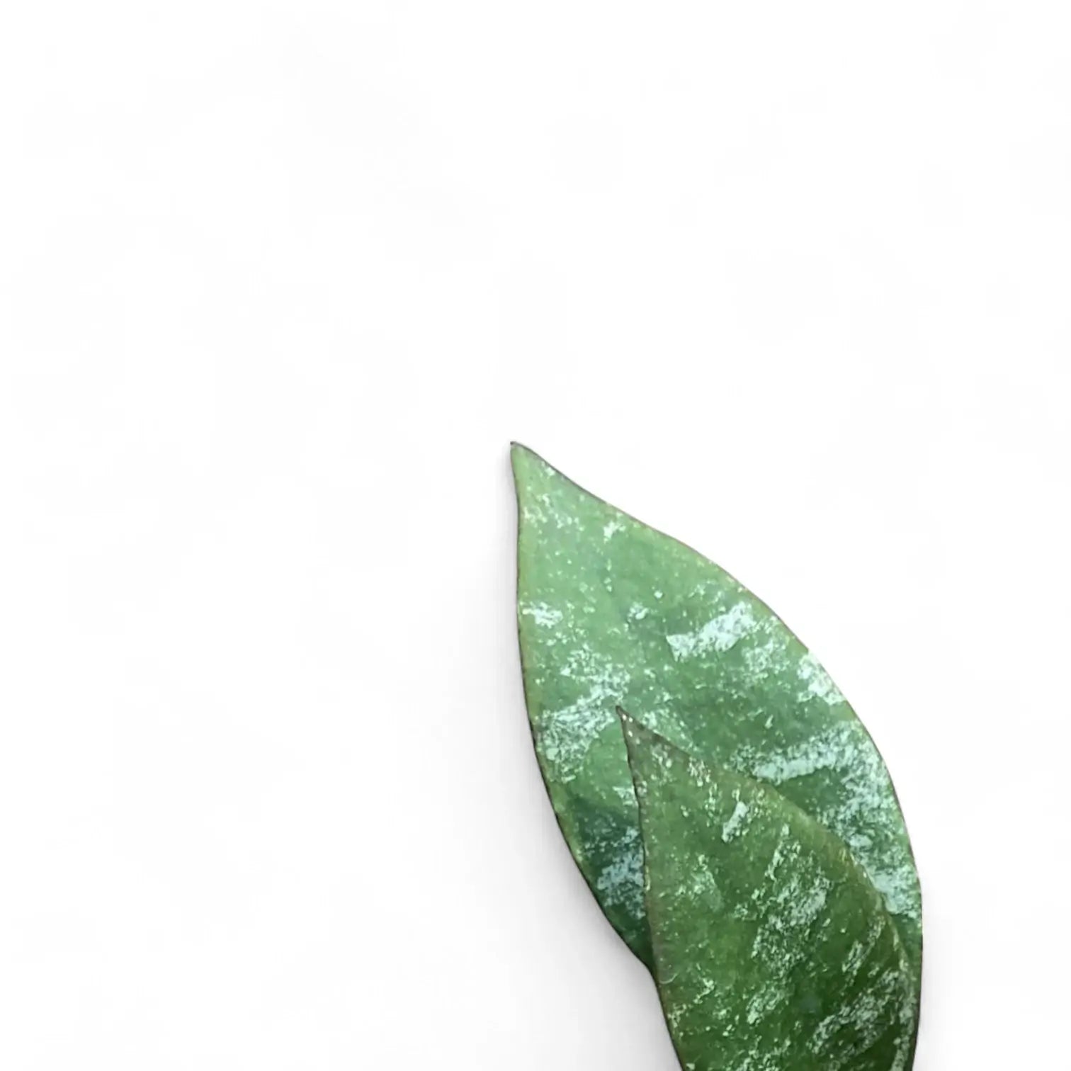 Hoya caudata 'Sumatra' aka 'Silver Stains' Zimmerpflanze im Anzuchttopf vor weiĂźem Hintergrund, Produktfoto 6.