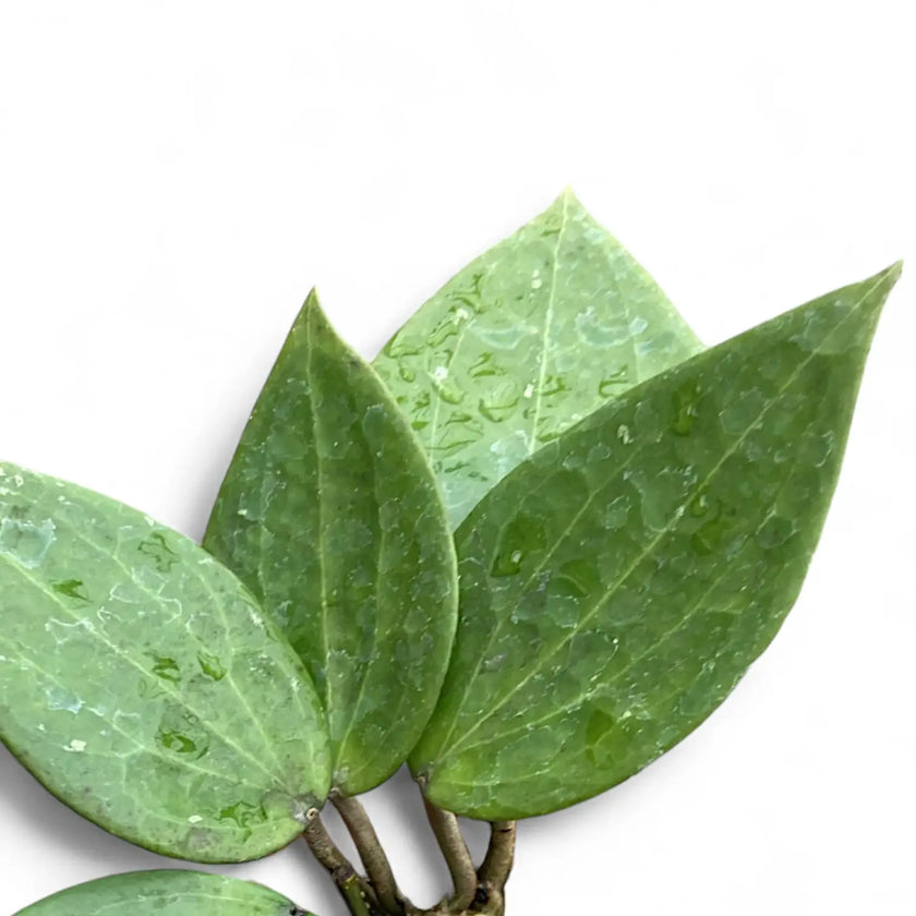 Hoya cinnamomifolia leaf close-up on white background.