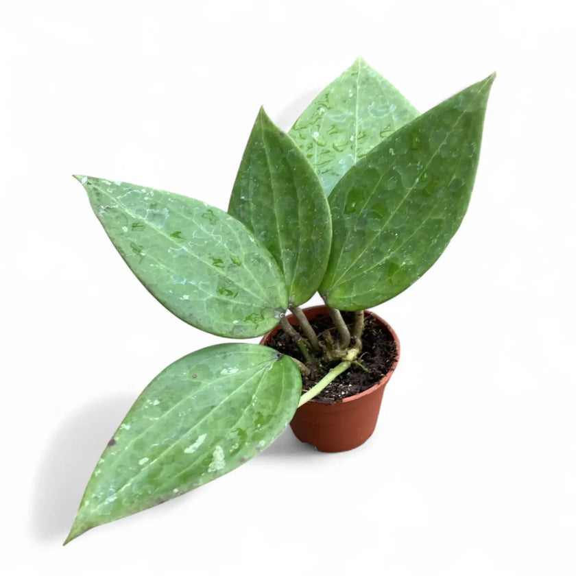 Hoya cinnamomifolia potted houseplant in nursery pot on white background, product photo 2.