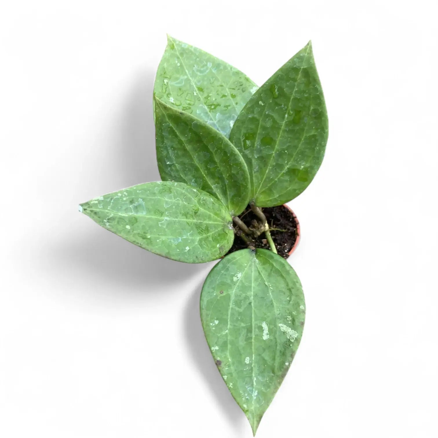 Hoya cinnamomifolia Zimmerpflanze im Anzuchttopf vor weißem Hintergrund, Produktfoto 3.