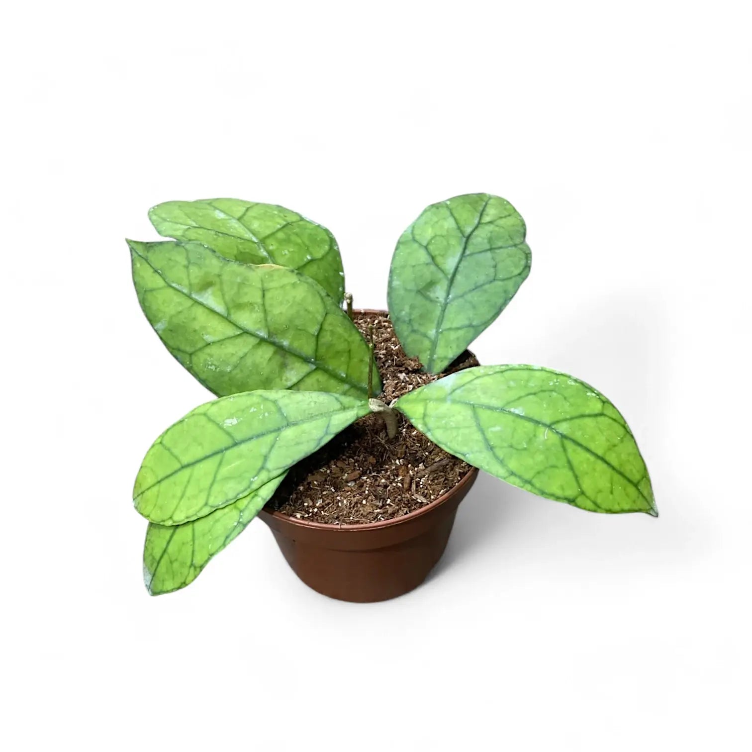 Hoya clemensiorum Kalimantan (Clone 1) Zimmerpflanze im Anzuchttopf vor weiĂźem Hintergrund, Produktfoto 3.