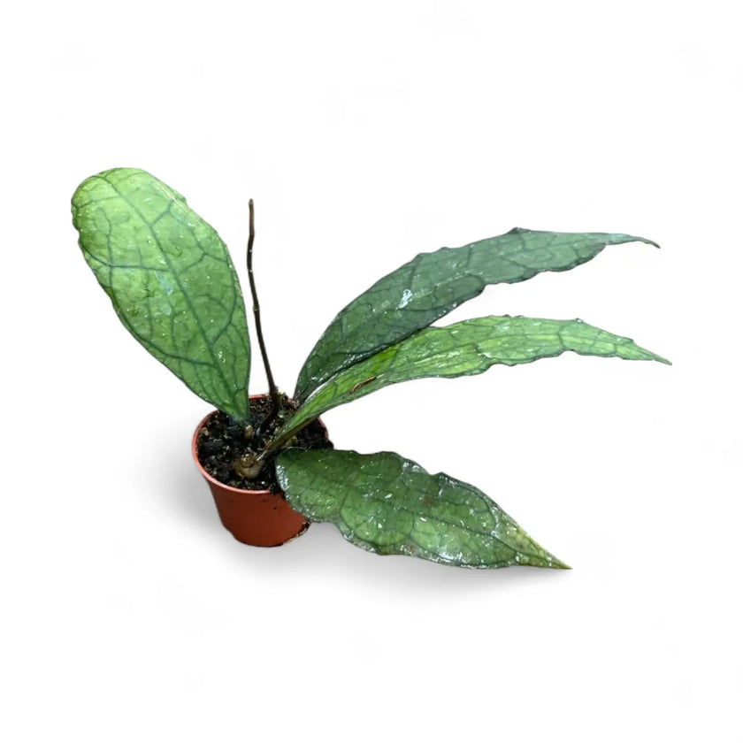 Hoya clemensiorum (Sumatra) potted houseplant in nursery pot on white background, product photo 2.