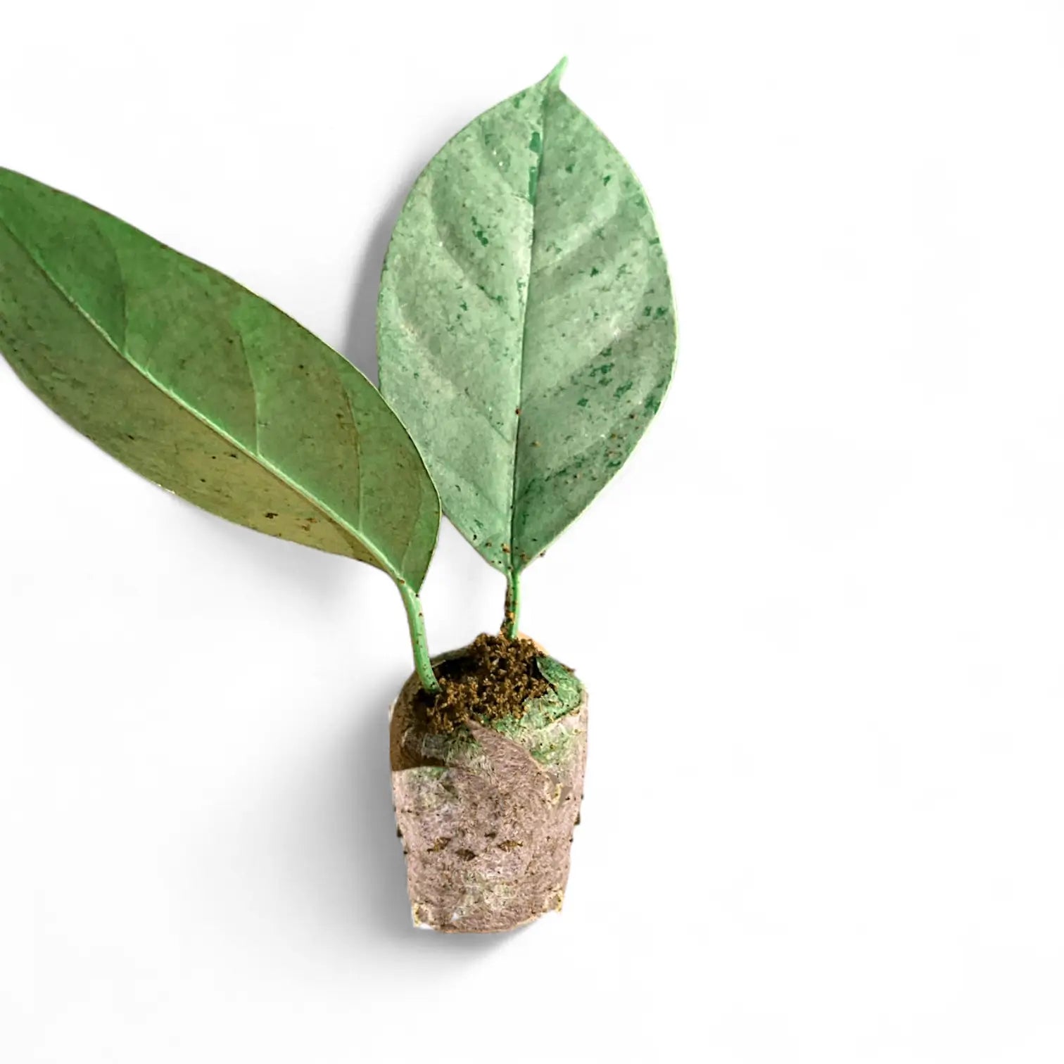 Hoya coriacea 'Silver' potted houseplant in nursery pot on white background, product photo 4.