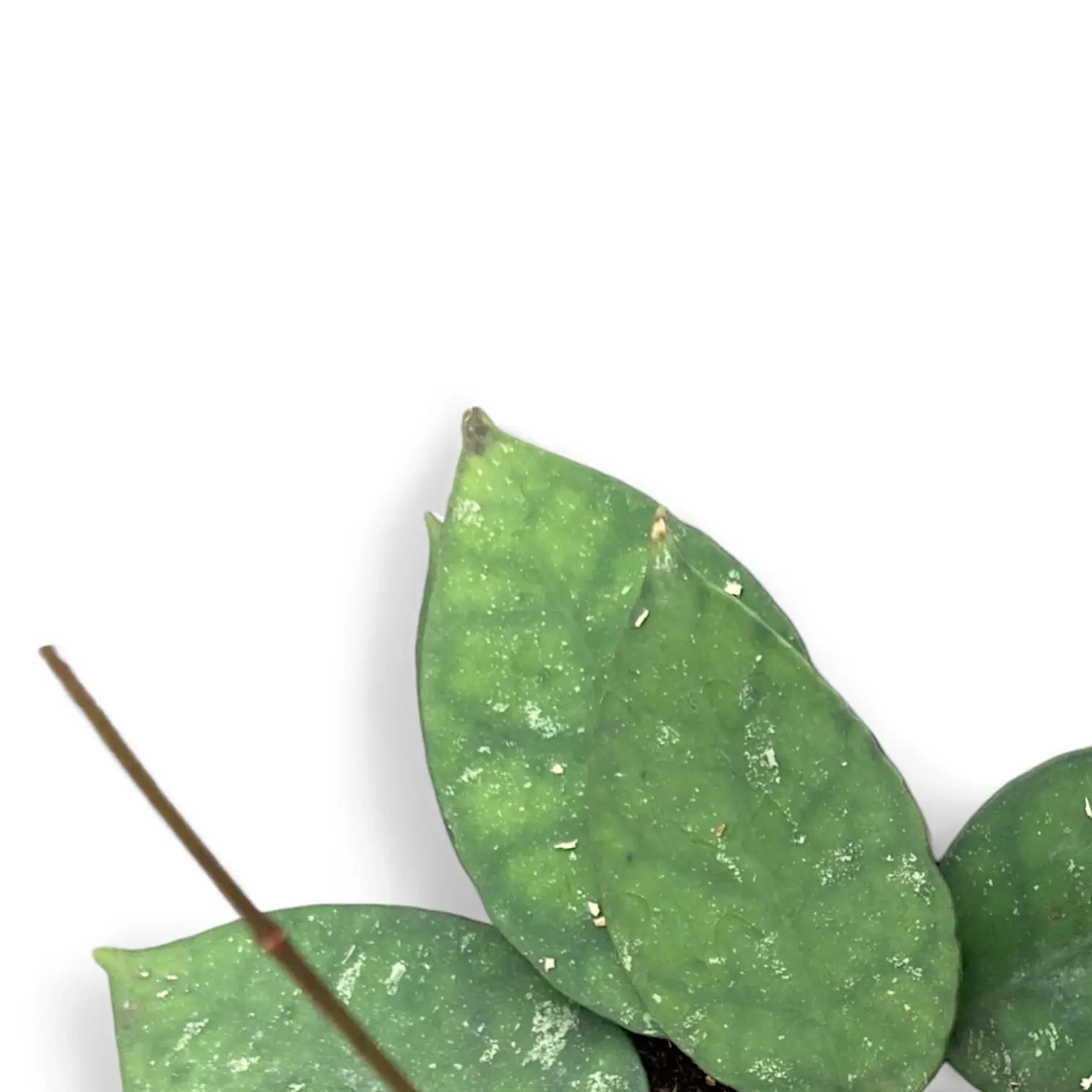 Hoya corneri leaf close-up on white background.