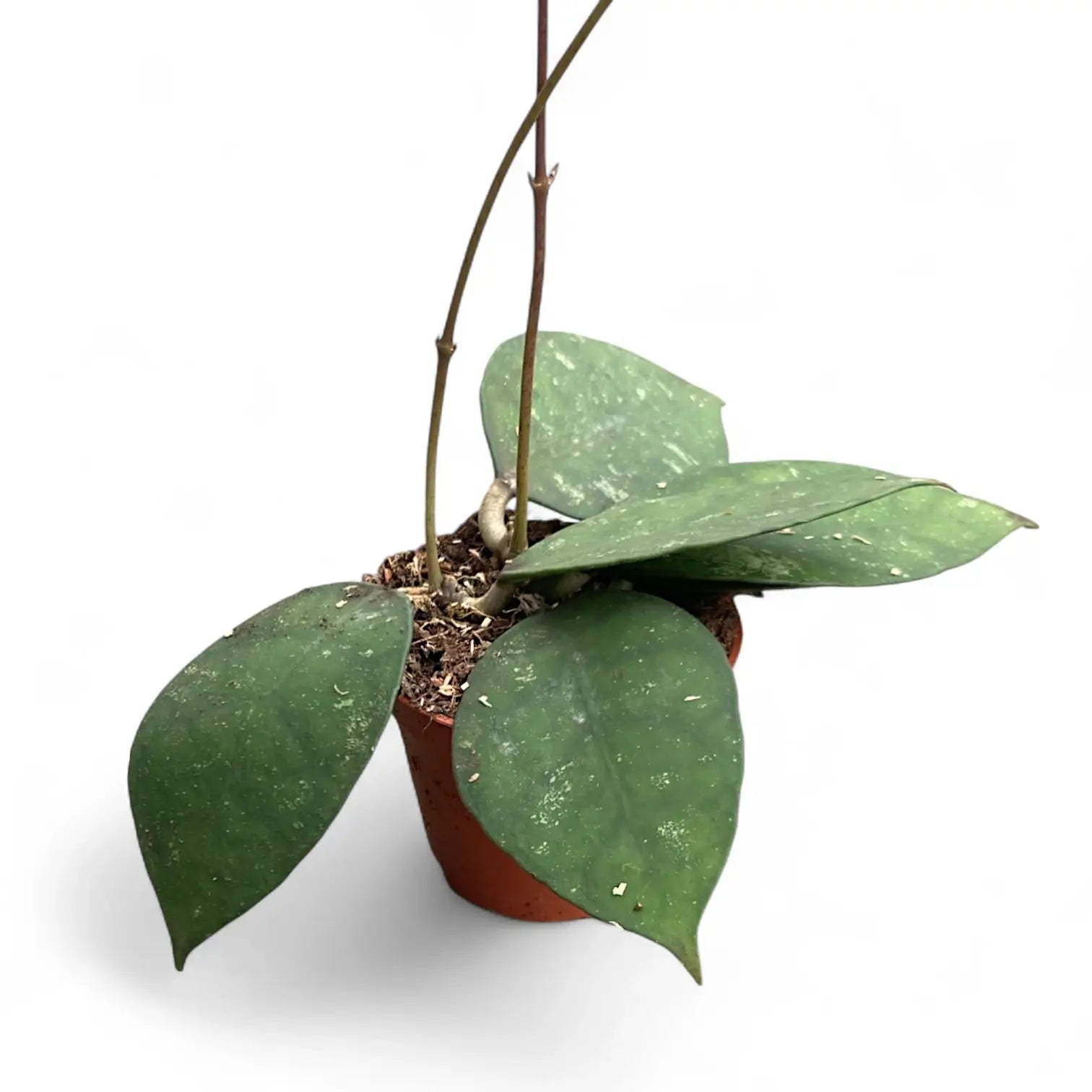 Hoya corneri potted houseplant in nursery pot on white background, product photo 2.