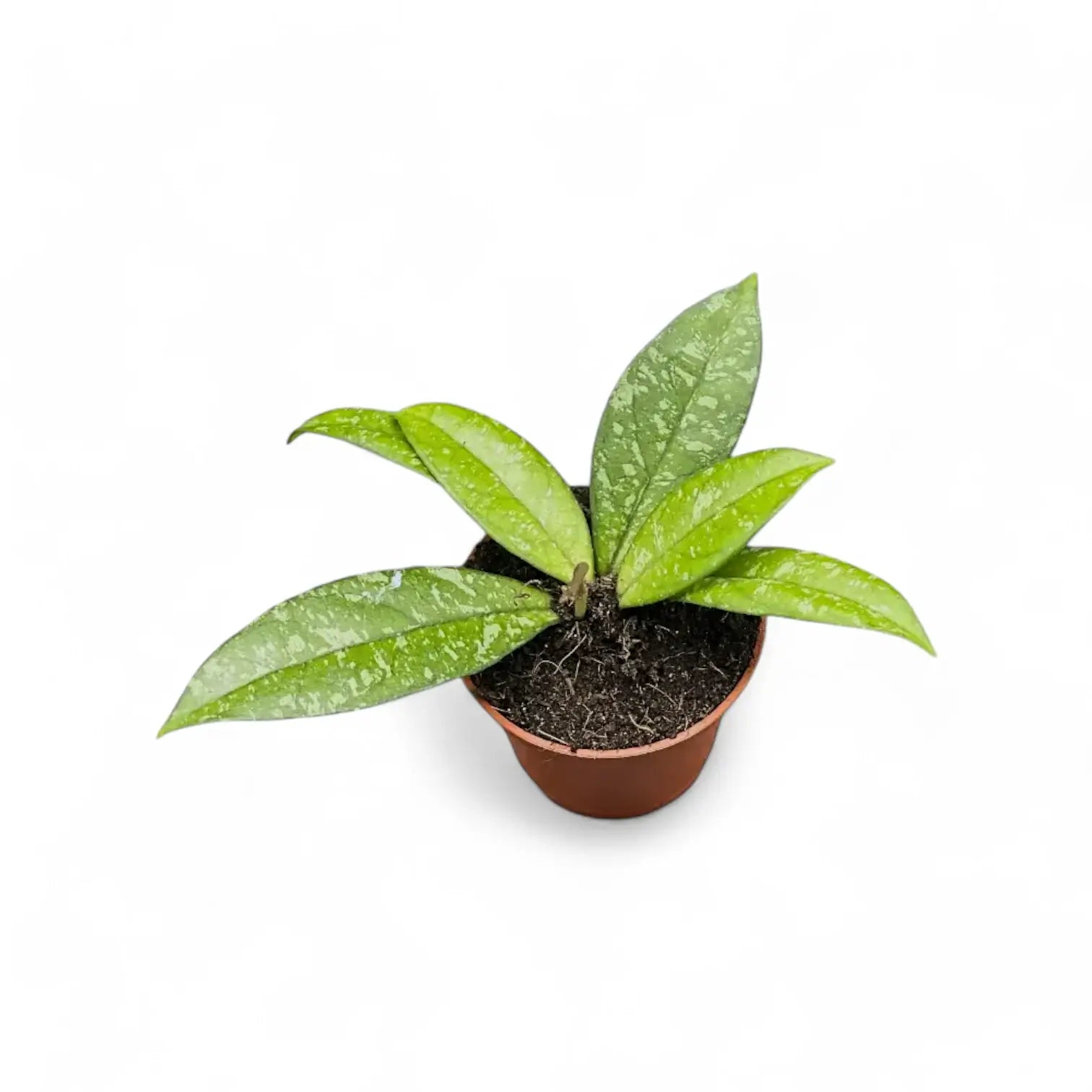 Hoya crassipetiolata 'Splash' Zimmerpflanze im Anzuchttopf vor weiĂźem Hintergrund, Produktfoto 2.