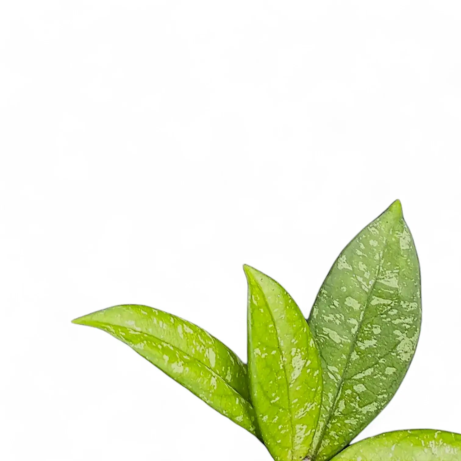 Hoya crassipetiolata 'Splash' Zimmerpflanze im Anzuchttopf vor weiĂźem Hintergrund, Produktfoto 4.