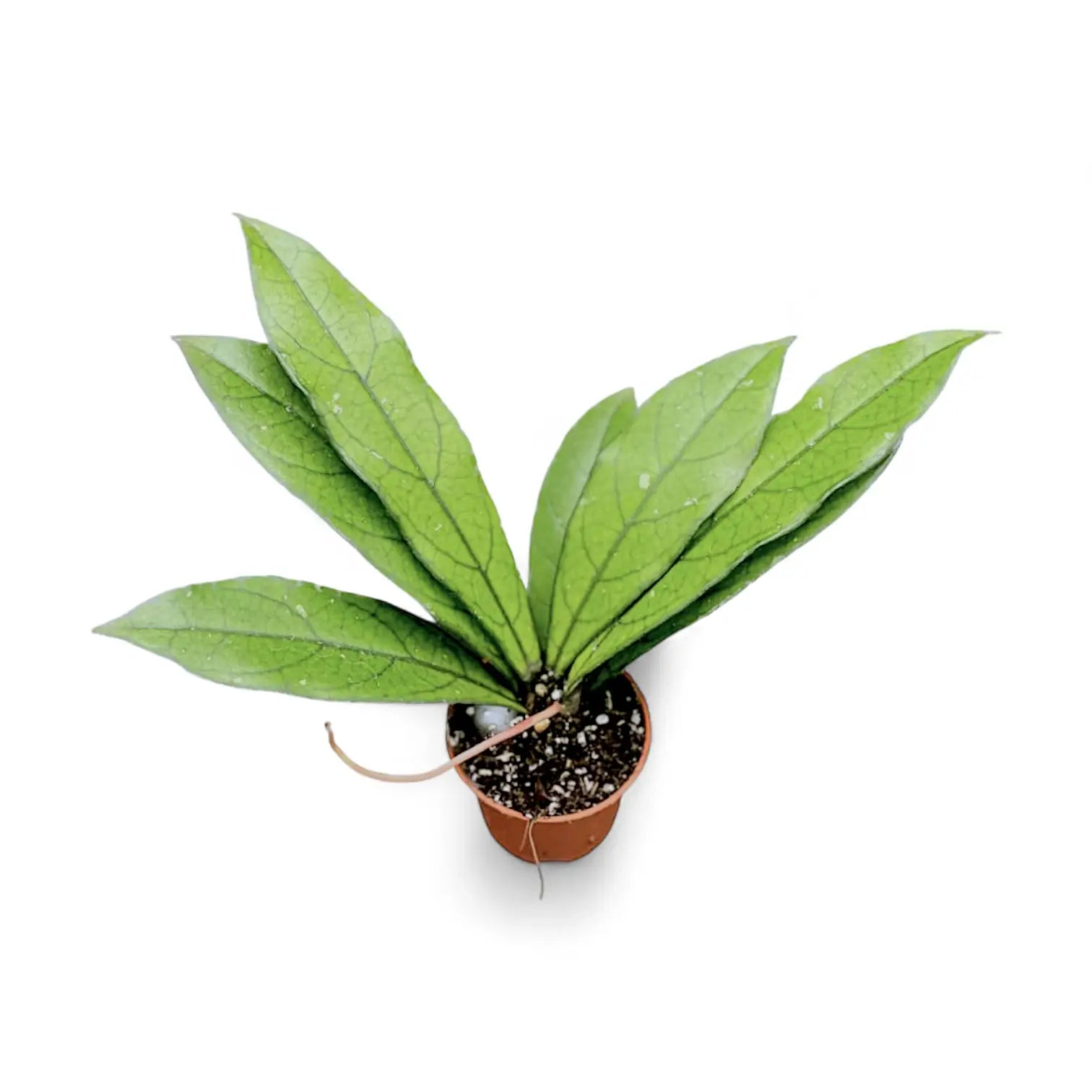 Hoya crassipetiolata (long leaf form) Zimmerpflanze im Anzuchttopf vor weißem Hintergrund, Produktfoto 3.