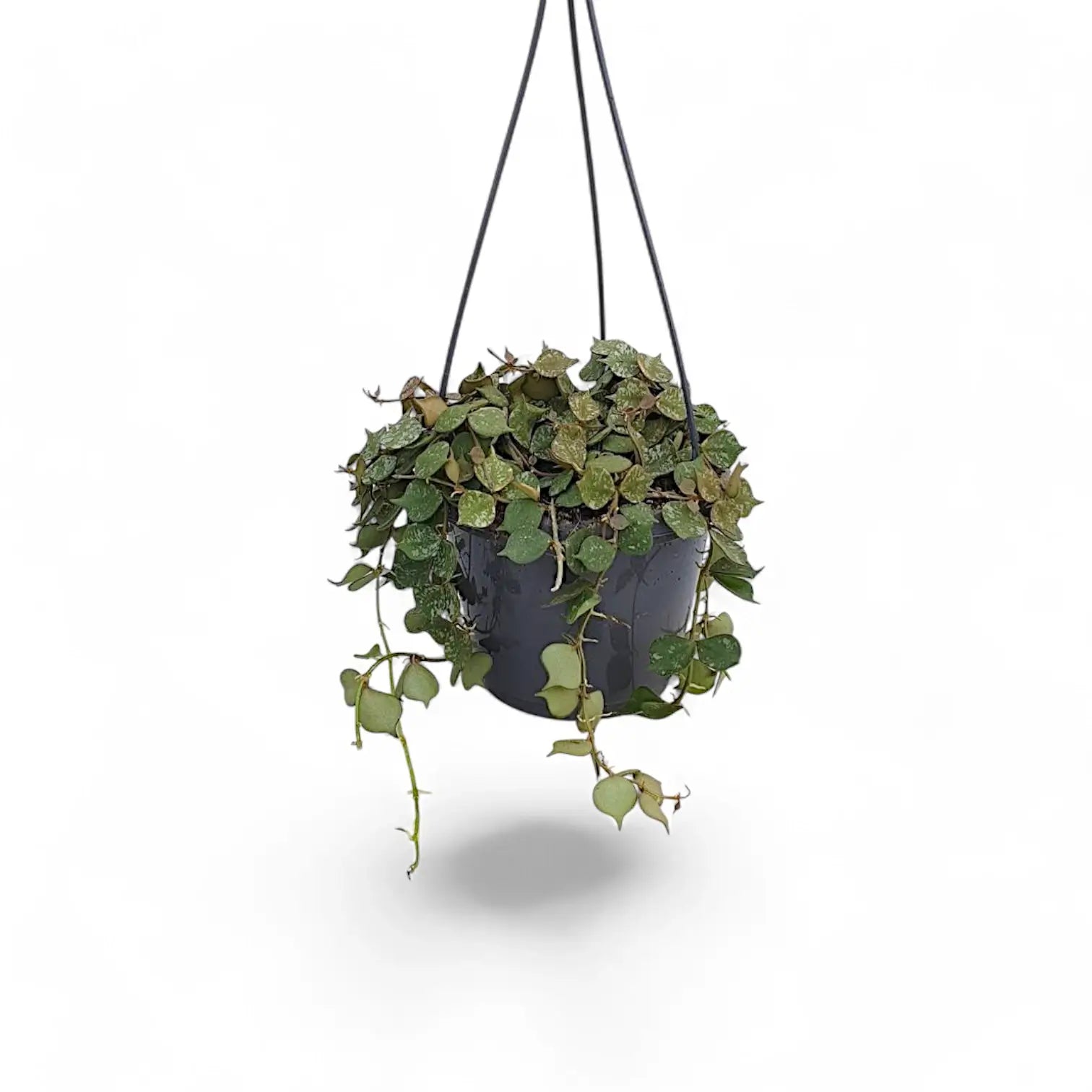 Hoya curtisii Zimmerpflanze im Anzuchttopf vor weiĂźem Hintergrund, Produktfoto 2.