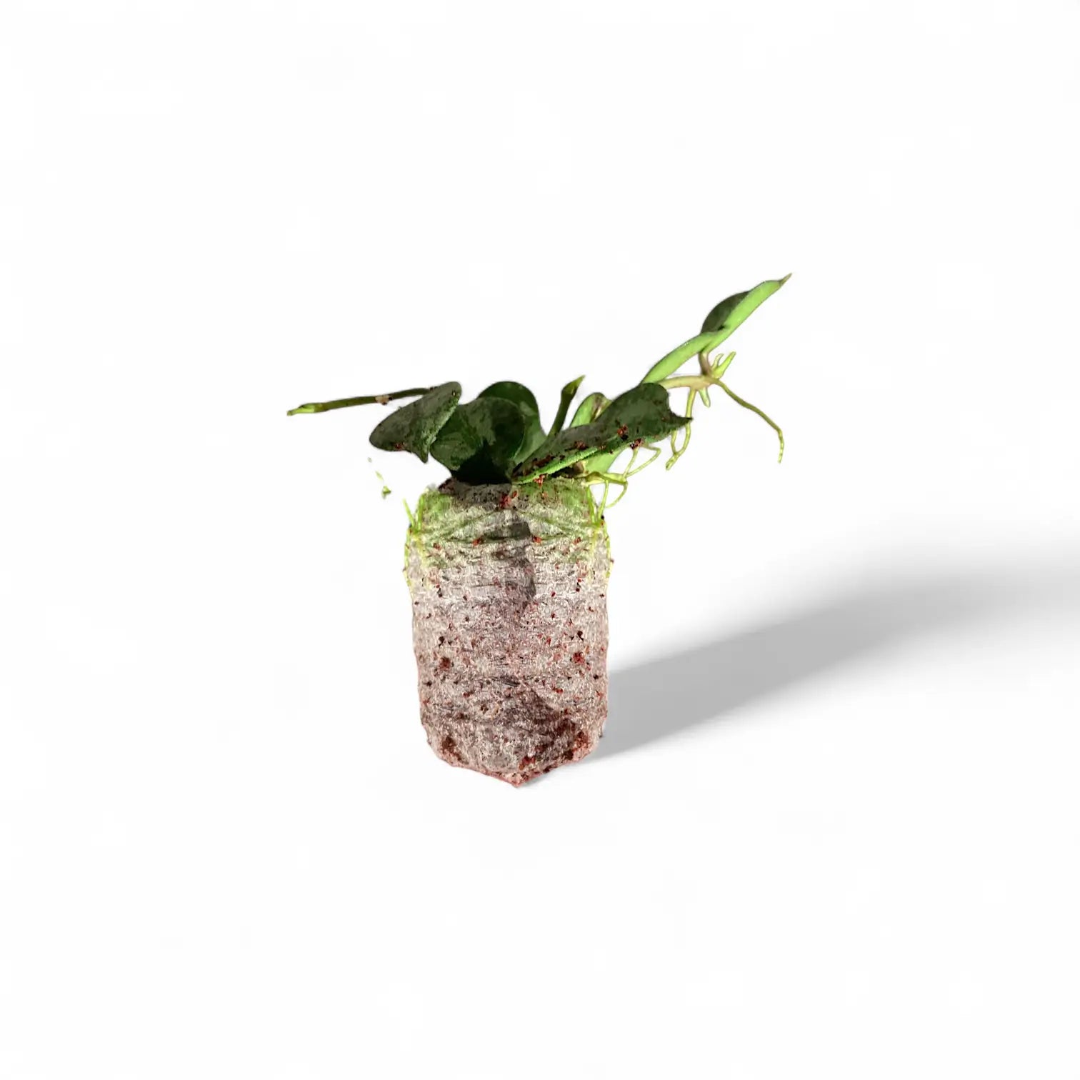 Hoya curtisii 'Silver' Zimmerpflanze im Anzuchttopf vor weiĂźem Hintergrund, Produktfoto 4.