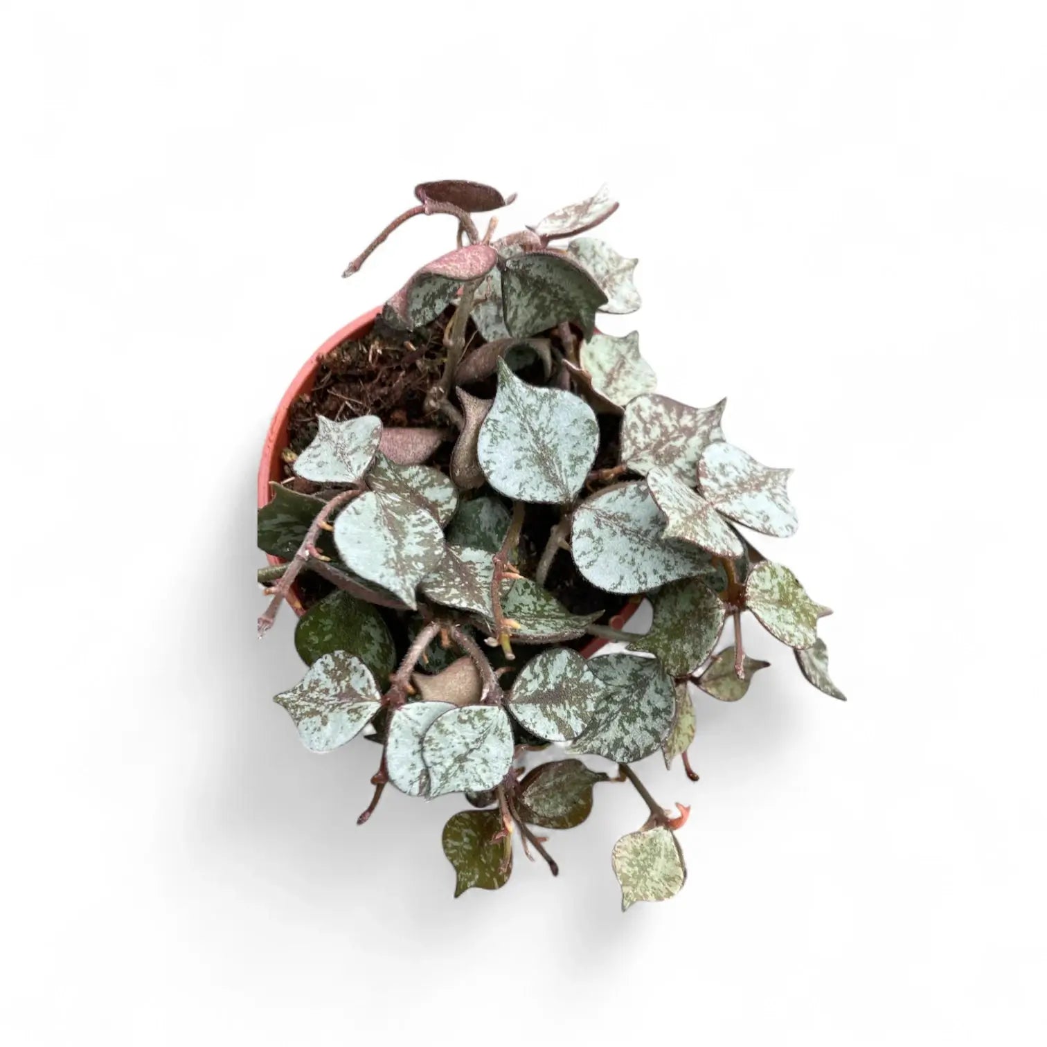 Hoya curtisii 'Silver' Zimmerpflanze im Anzuchttopf vor weiĂźem Hintergrund, Produktfoto 6.