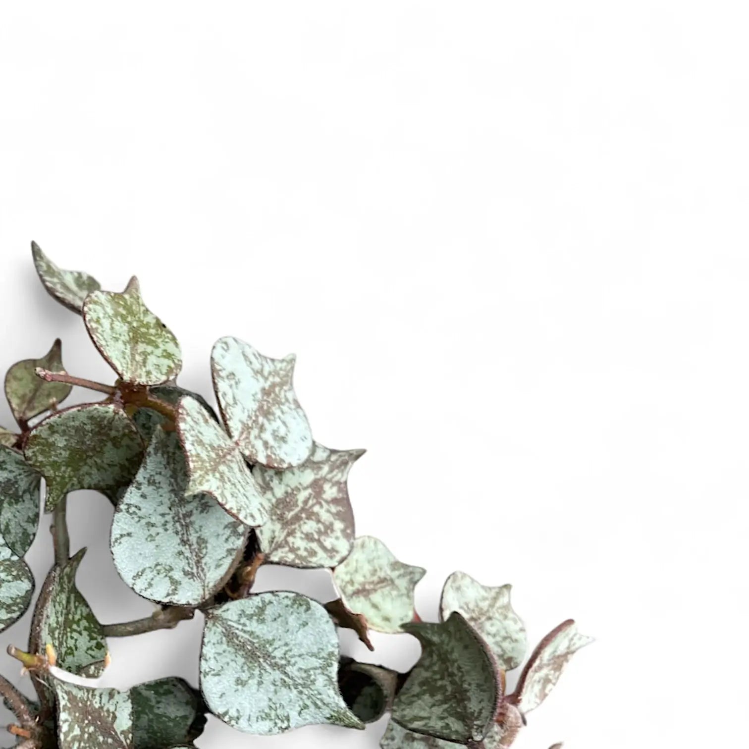 Hoya curtisii 'Silver' Zimmerpflanze im Anzuchttopf vor weiĂźem Hintergrund, Produktfoto 10.