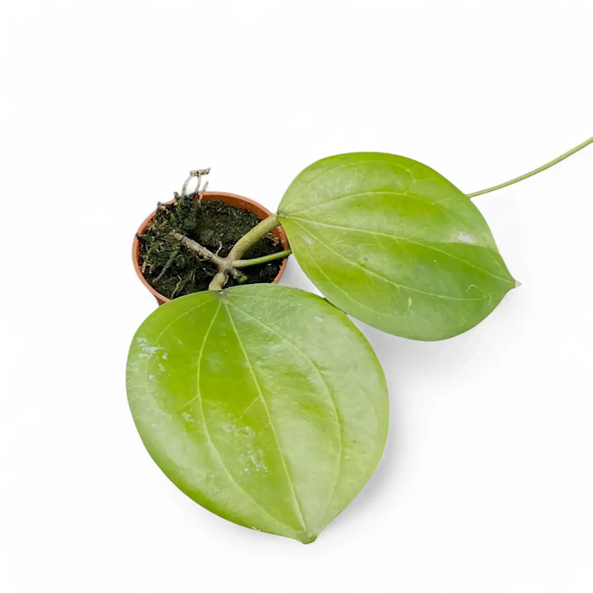 Hoya dolichosparte Zimmerpflanze im Anzuchttopf vor weiĂem Hintergrund, Produktfoto 2.