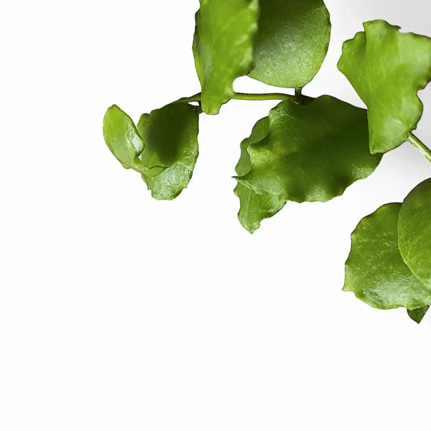 Hoya endauensis – Blattdetail vor weißem Hintergrund..