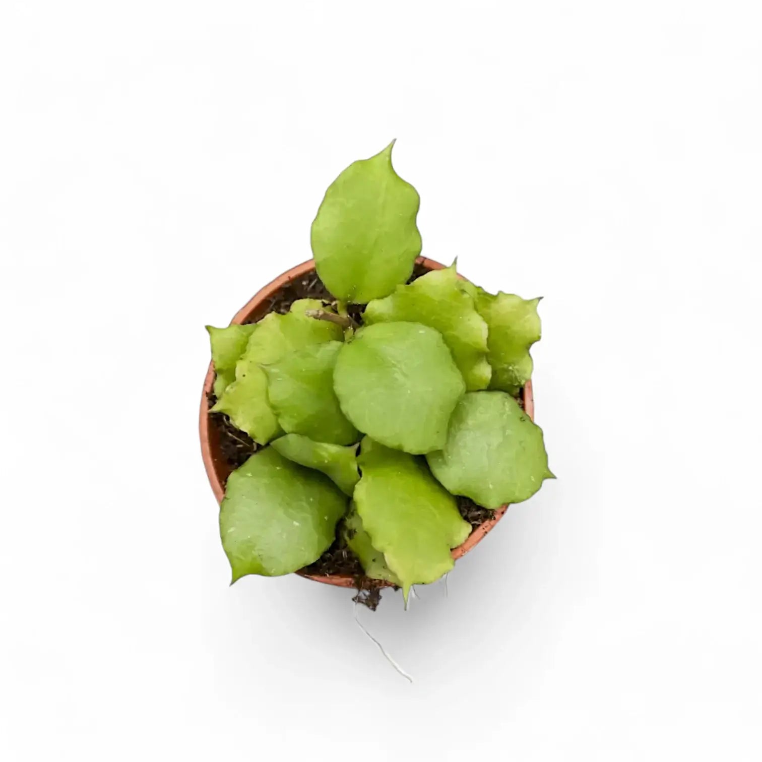 Hoya endauensis Zimmerpflanze im Anzuchttopf vor weiĂźem Hintergrund, Produktfoto 2.