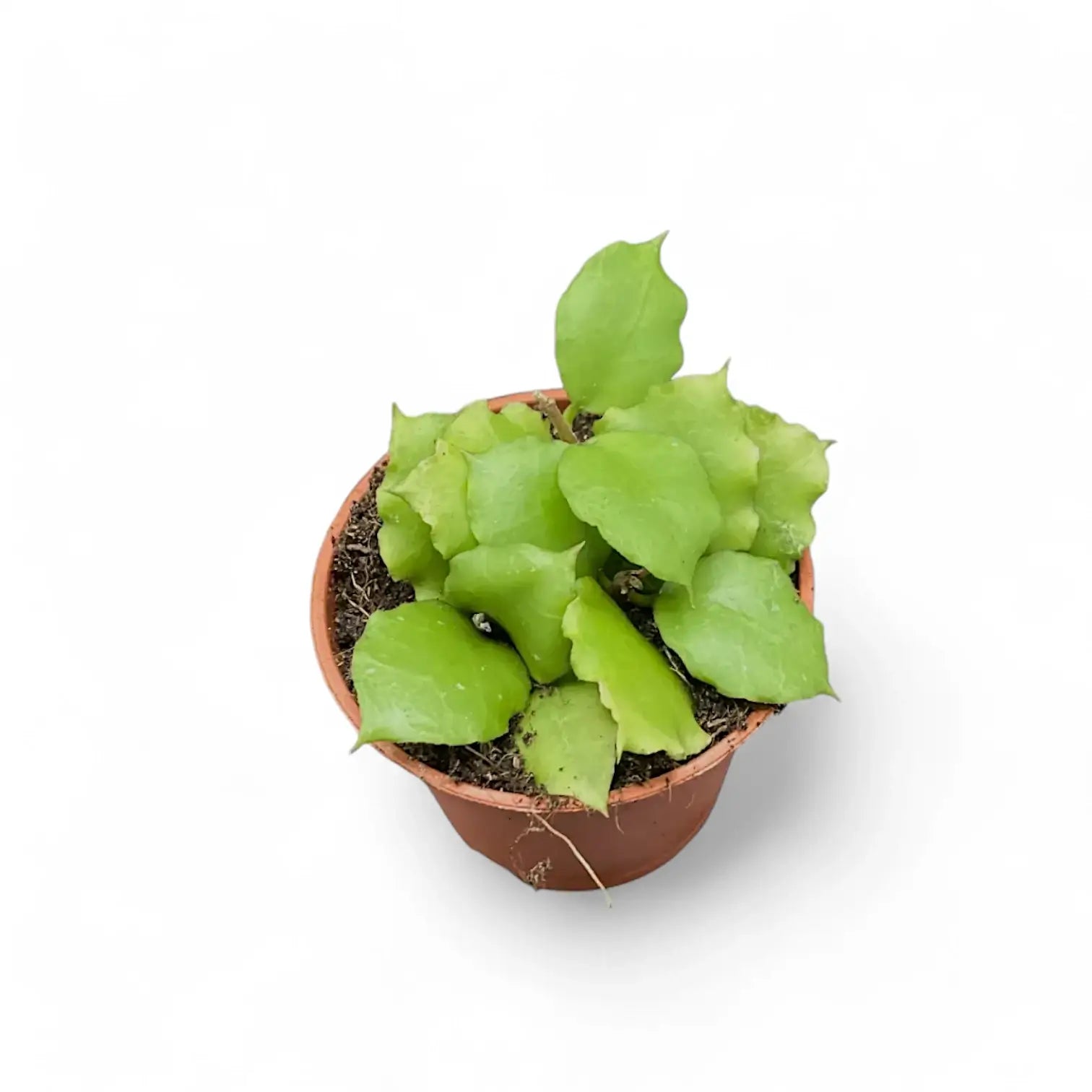 Hoya endauensis Zimmerpflanze im Anzuchttopf vor weiĂźem Hintergrund, Produktfoto 3.