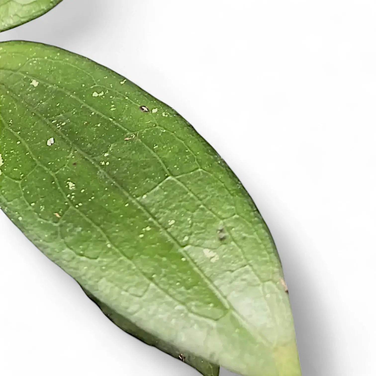 Hoya erythrina leaf close-up on white background.