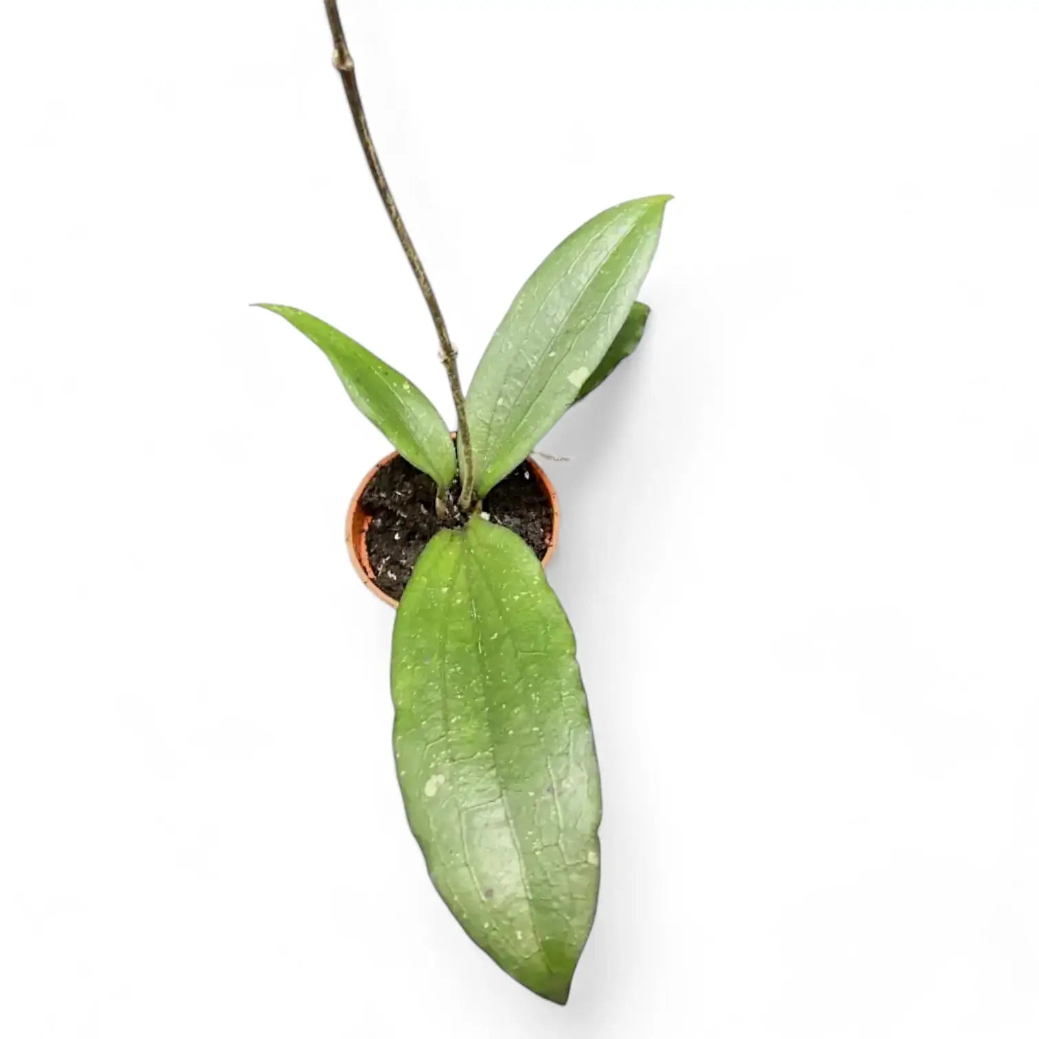 Hoya erythrina potted houseplant in nursery pot on white background, product photo 2.
